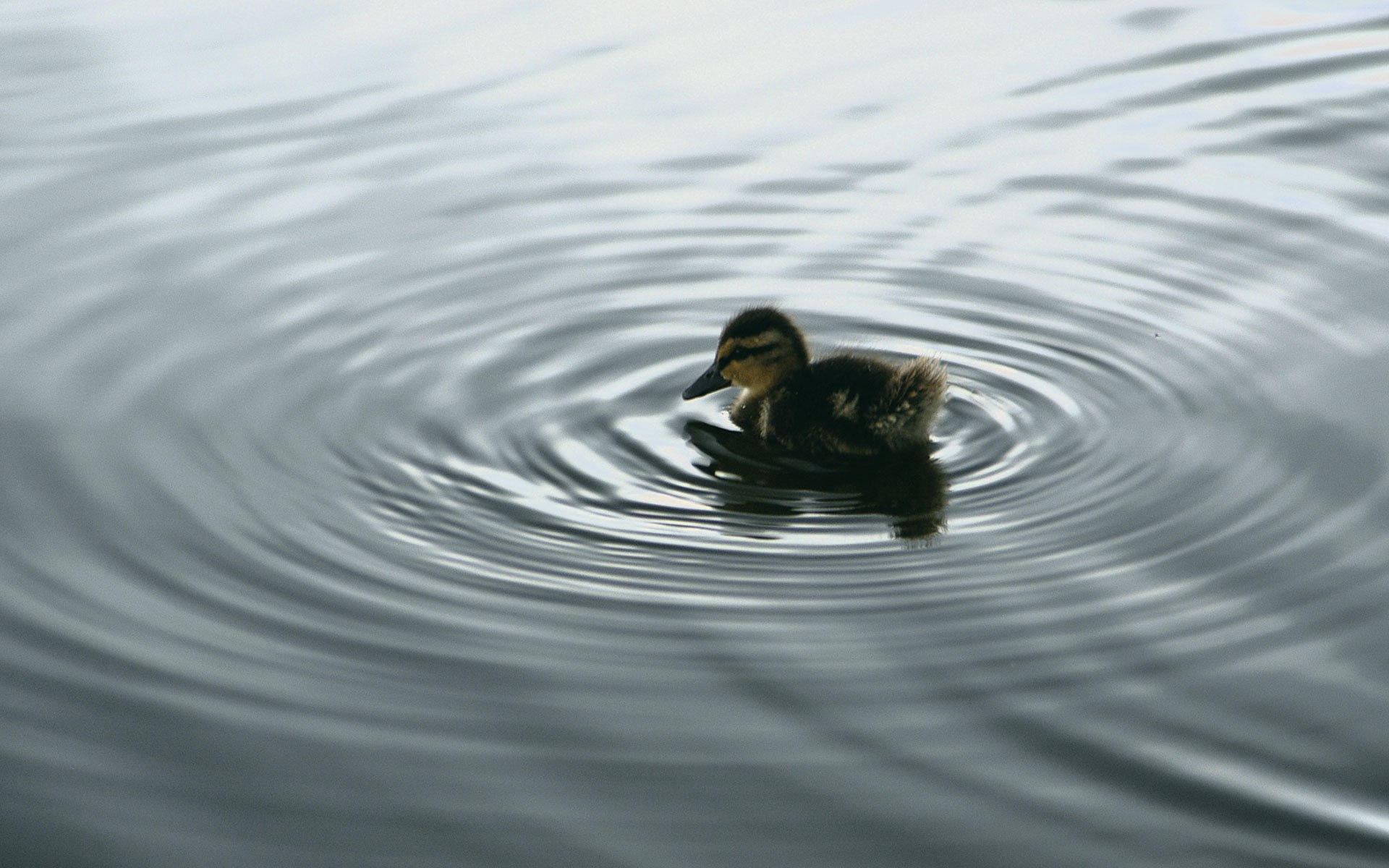 Mallard duckling swimming, Concentric water ripples, Calm gray pond Mallard duckling swimming, Concentric water ripples, Calm gray pond — 1920×1200 HD wallpaper