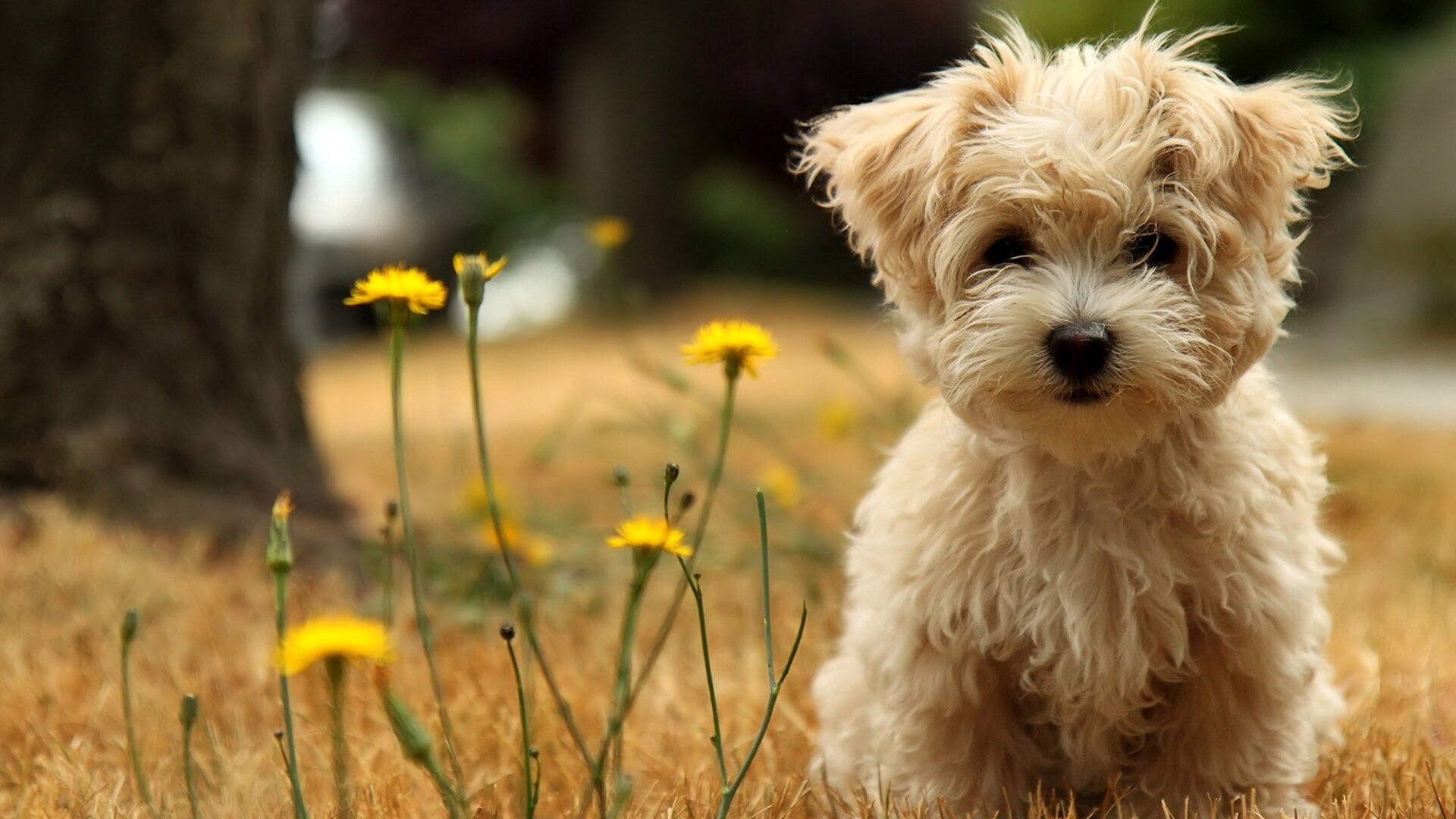 Cream Maltipoo puppy, Dry grass field, Yellow dandelions Cream Maltipoo puppy, Dry grass field, Yellow dandelions — 1920×1080 HD wallpaper