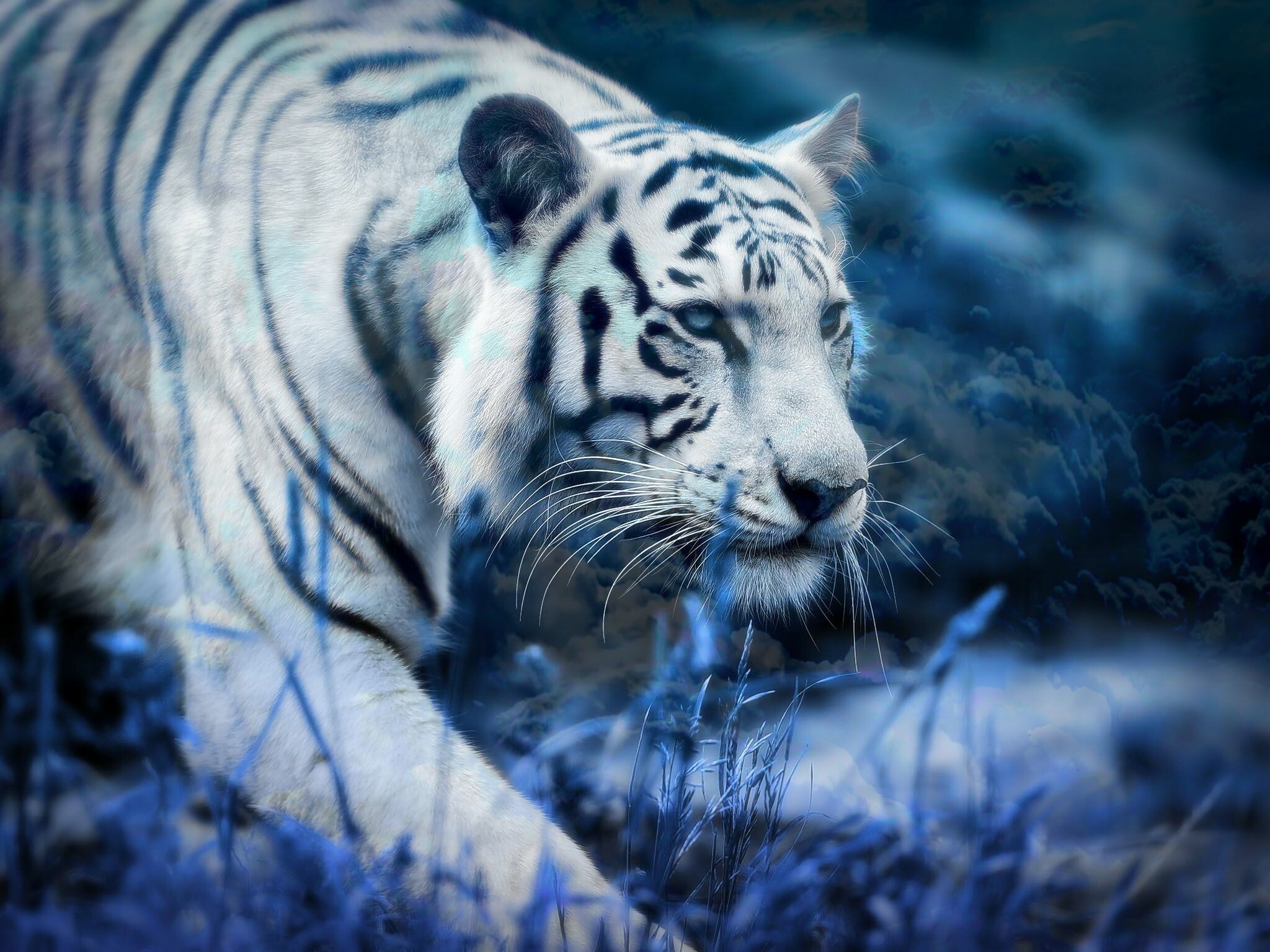 White Bengal tiger walking, Blue moonlit tones, Misty grassland White Bengal tiger walking, Blue moonlit tones, Misty grassland — 2048×1536 HD wallpaper