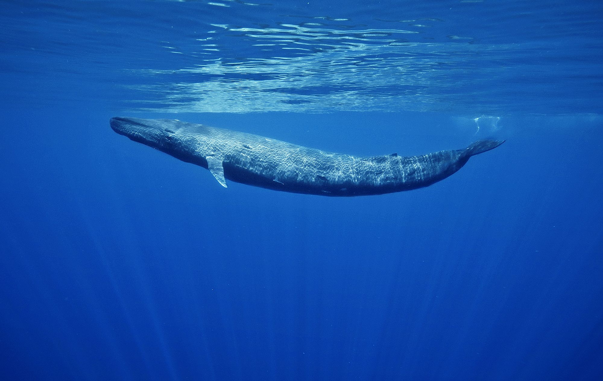 Blue whale, Underwater sunlight rays, Deep ocean surface Blue whale, Underwater sunlight rays, Deep ocean surface — 2000×1265 HD wallpaper