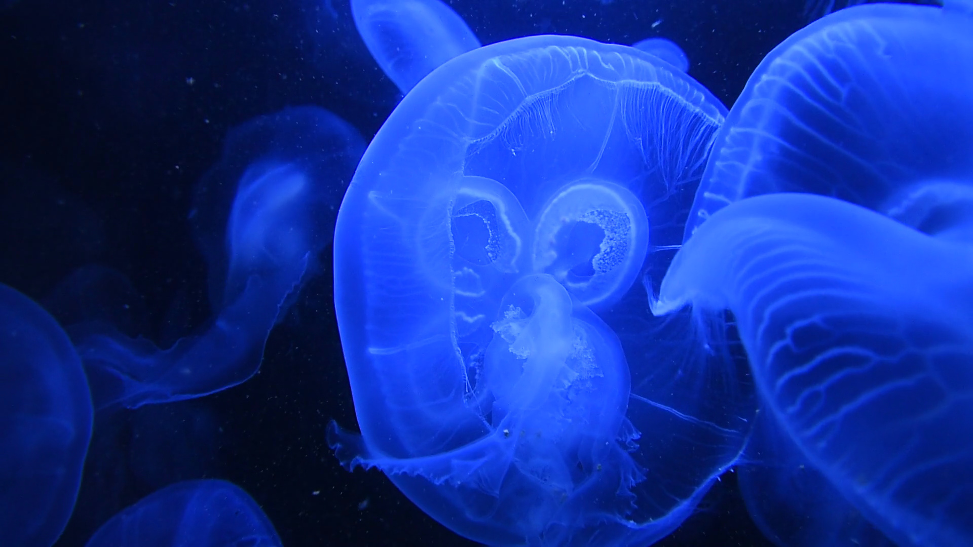 Moon jellyfish cluster, Translucent bell tentacles, Deep blue aquarium Moon jellyfish cluster, Translucent bell tentacles, Deep blue aquarium — 1920×1080 HD wallpaper