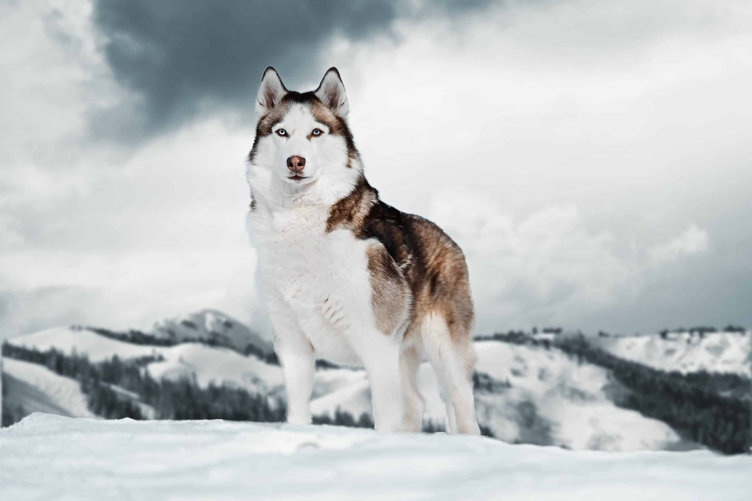 Siberian Husky blue eyes, Snowy mountain ridge, Overcast cloudy sky Siberian Husky blue eyes, Snowy mountain ridge, Overcast cloudy sky — 2560×1707 HD wallpaper
