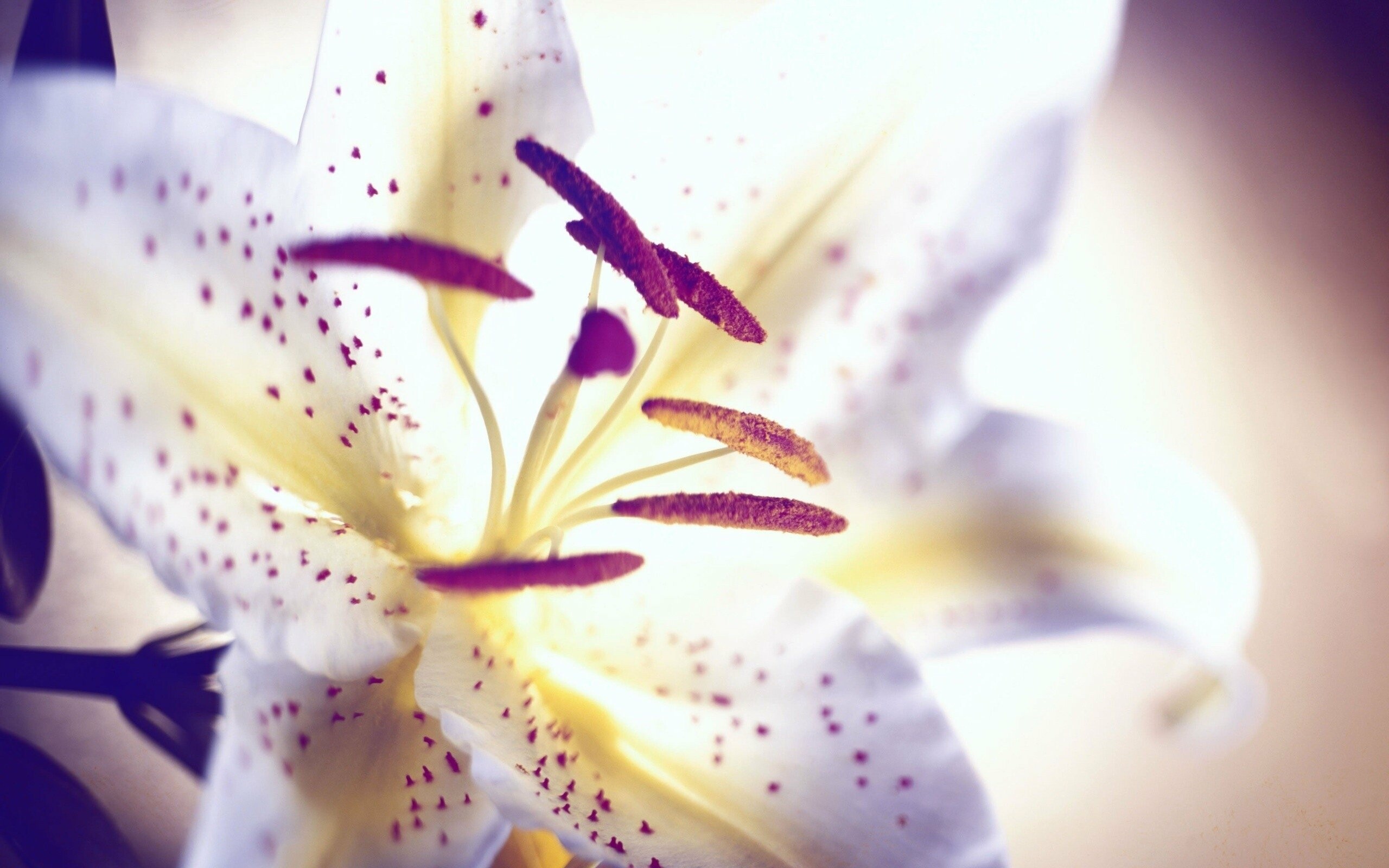 Stargazer lily macro, Pollen-tipped stamens, White petals crimson speckles Stargazer lily macro, Pollen-tipped stamens, White petals crimson speckles — 2560×1600 HD wallpaper