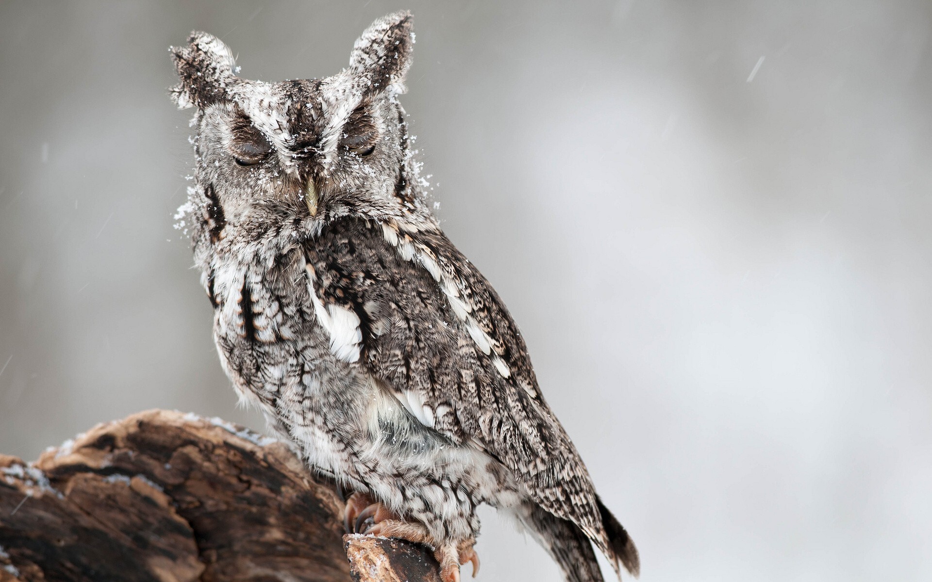 Eastern screech owl, Snow-dusted wooden perch, Falling snowflakes Eastern screech owl, Snow-dusted wooden perch, Falling snowflakes — 1920×1200 HD wallpaper