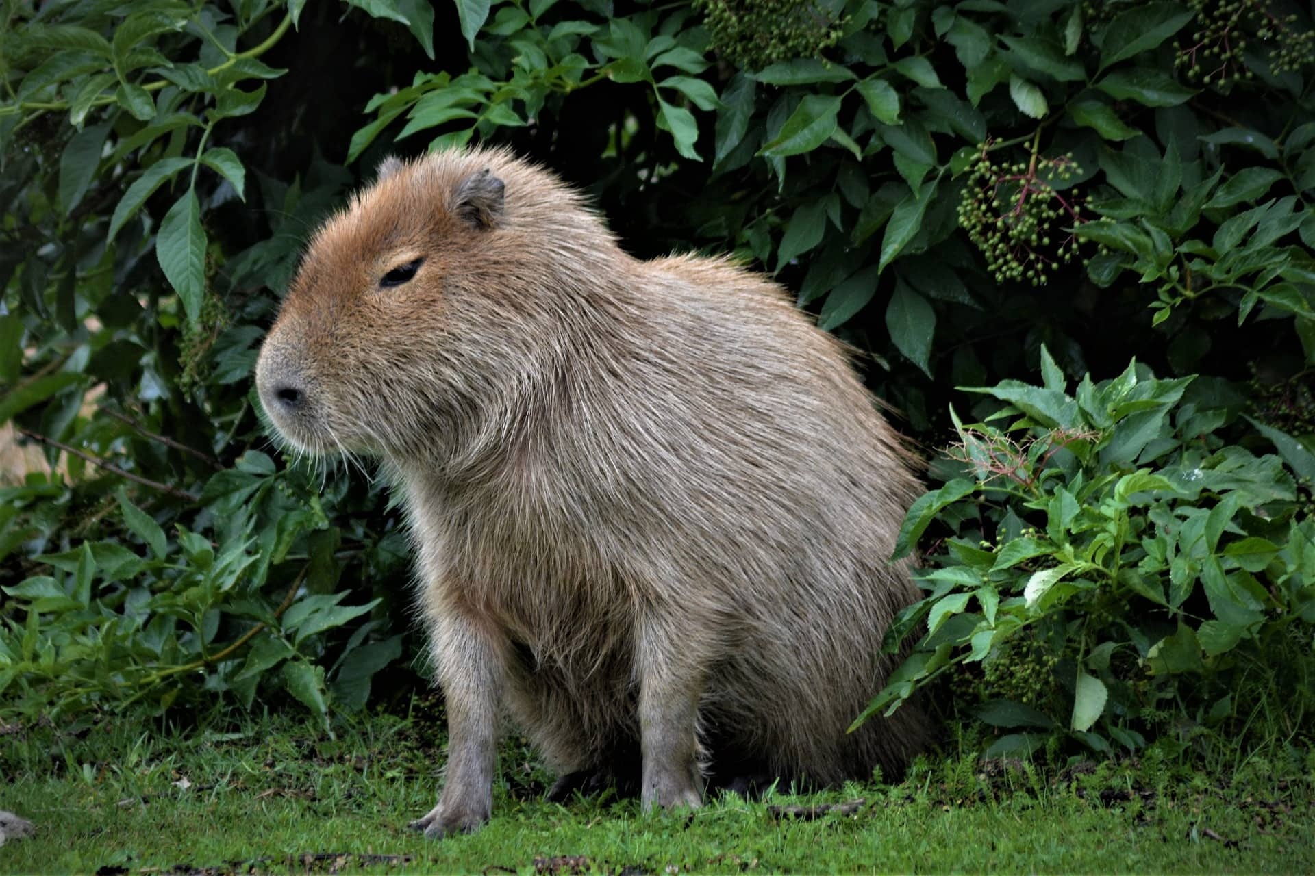 Capybara sitting on grass, Elderberry shrub foliage, Green leafy backdrop Capybara sitting on grass, Elderberry shrub foliage, Green leafy backdrop — 1920×1280 HD wallpaper