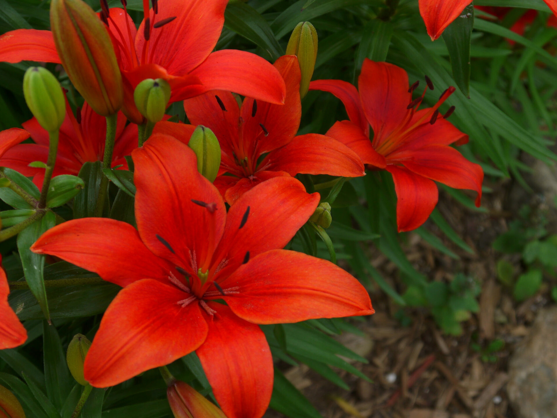 Red Asiatic lilies, Green flower buds, Garden foliage Red Asiatic lilies, Green flower buds, Garden foliage — 1920×1440 HD wallpaper