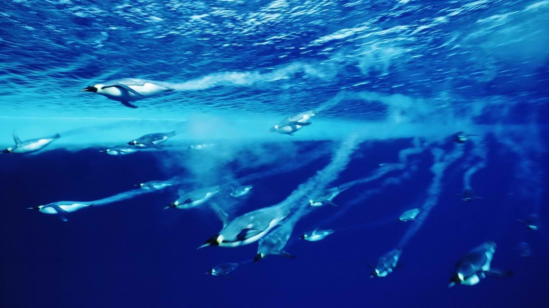 Emperor penguins swimming, Underwater bubble trails, Deep blue ocean — 1920×1080 HD wallpaper