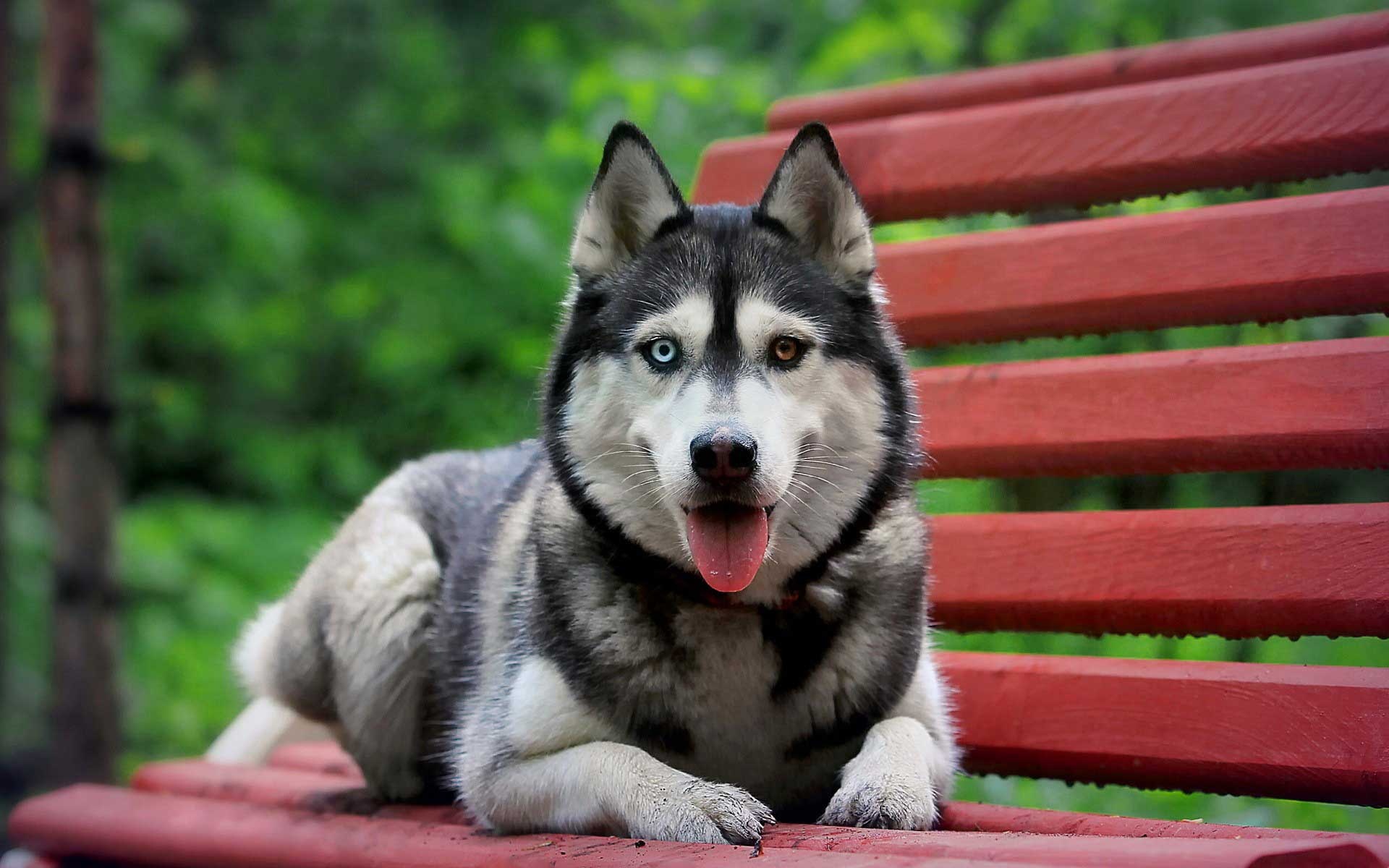 Siberian Husky heterochromia, Red wooden bench, Green foliage backdrop Siberian Husky heterochromia, Red wooden bench, Green foliage backdrop — 1920×1200 HD wallpaper