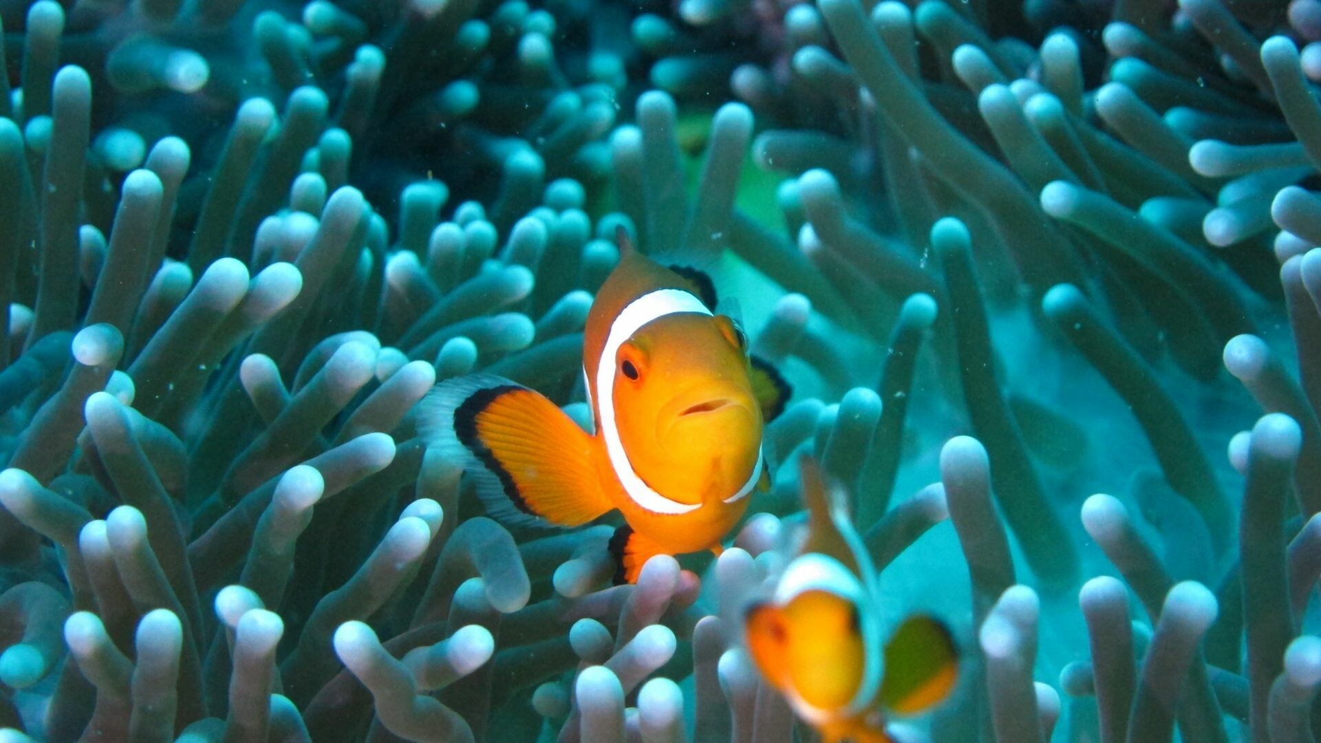 Ocellaris clownfish pair, Turquoise sea anemone, Coral reef underwater Ocellaris clownfish pair, Turquoise sea anemone, Coral reef underwater — 1920×1080 HD wallpaper