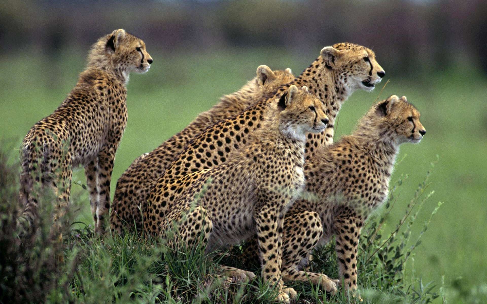 Cheetah family group, African savanna grassland, Alert hunting stance Cheetah family group, African savanna grassland, Alert hunting stance — 1920×1200 HD wallpaper