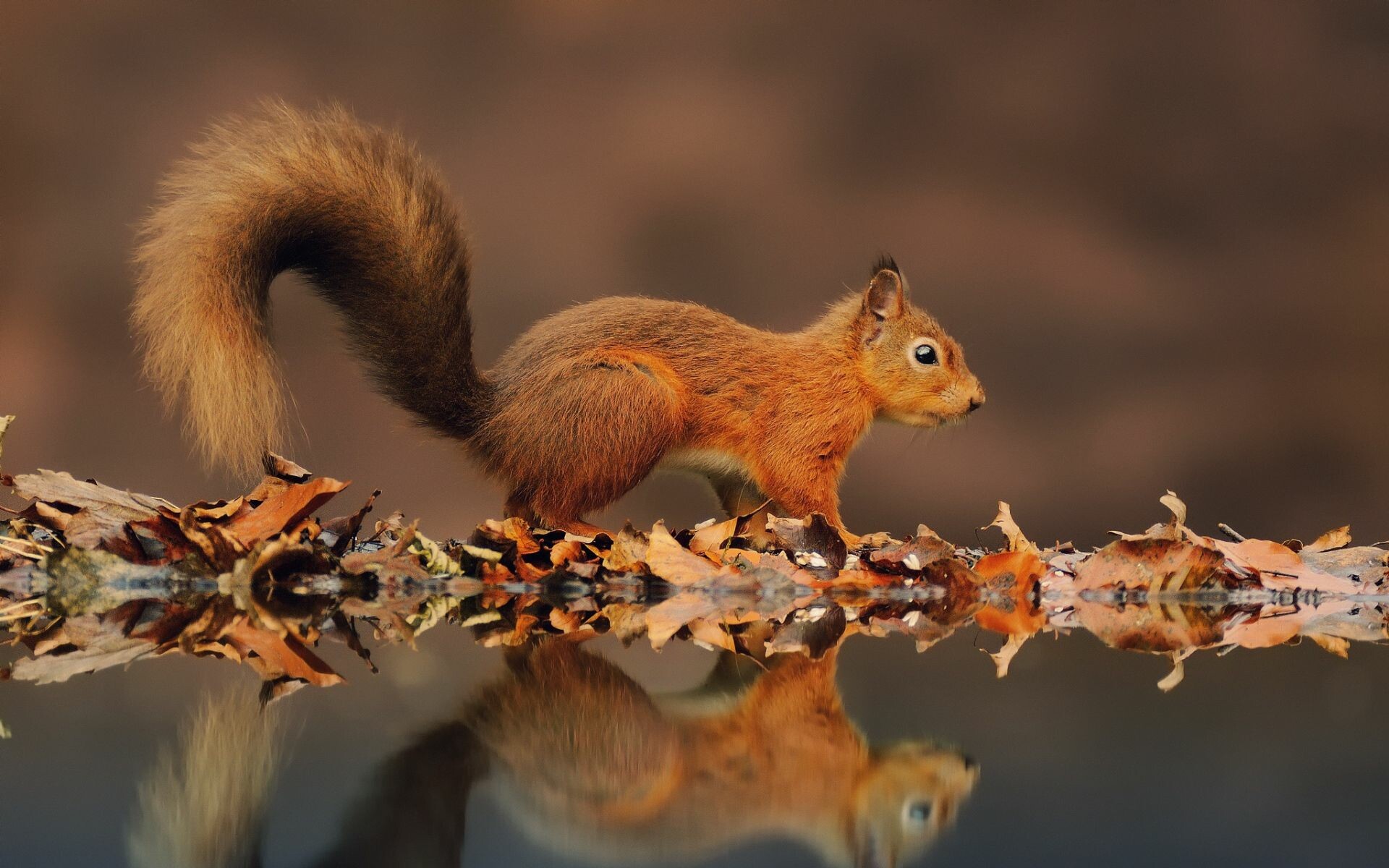 Eurasian red squirrel, Autumn leaves reflection, Still water surface Eurasian red squirrel, Autumn leaves reflection, Still water surface — 1920×1200 HD wallpaper