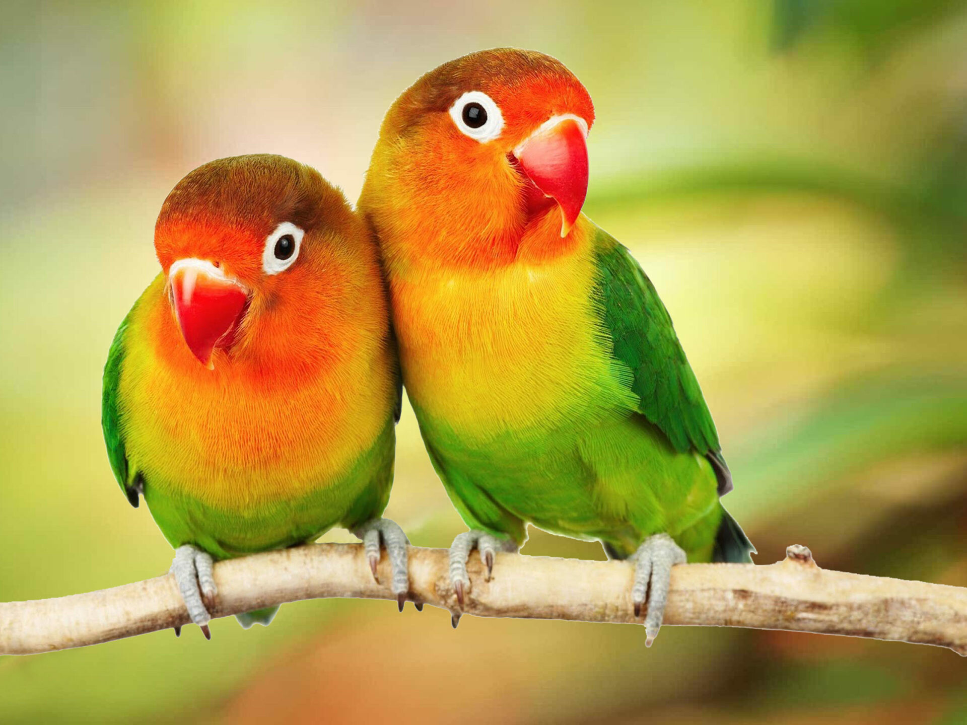 Lovebirds, Birds Wallpaper, HD Desktop Lovebirds, Birds Wallpaper, HD Desktop — 1920×1440 HD wallpaper
