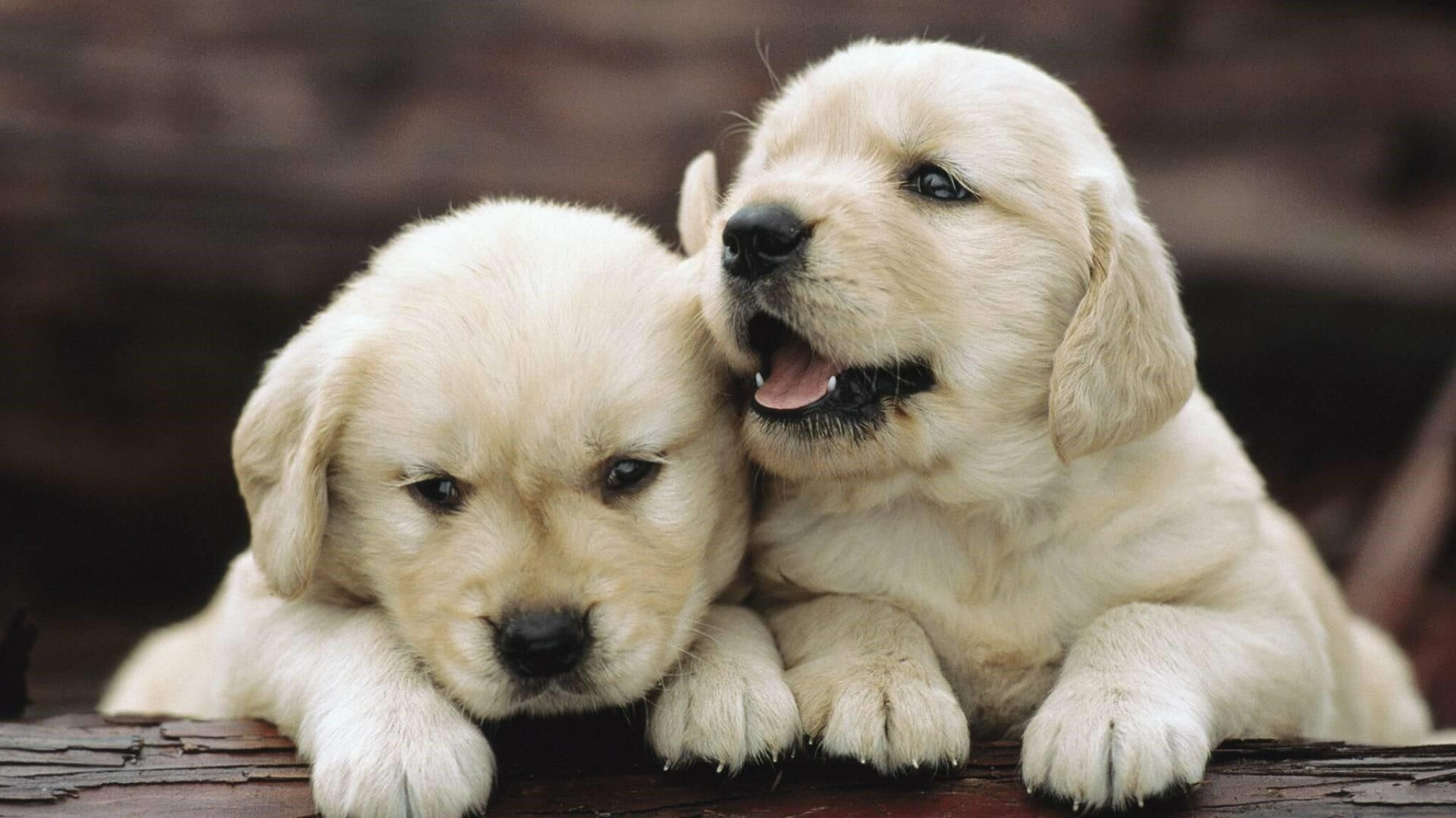 Golden Retriever puppies, Cuddling pair, Paws on log Golden Retriever puppies, Cuddling pair, Paws on log — 2048×1152 HD wallpaper