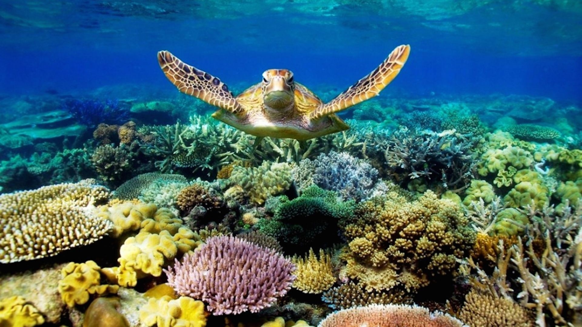 Green sea turtle, Coral reef, Clear blue ocean Green sea turtle, Coral reef, Clear blue ocean — 1920×1080 HD wallpaper