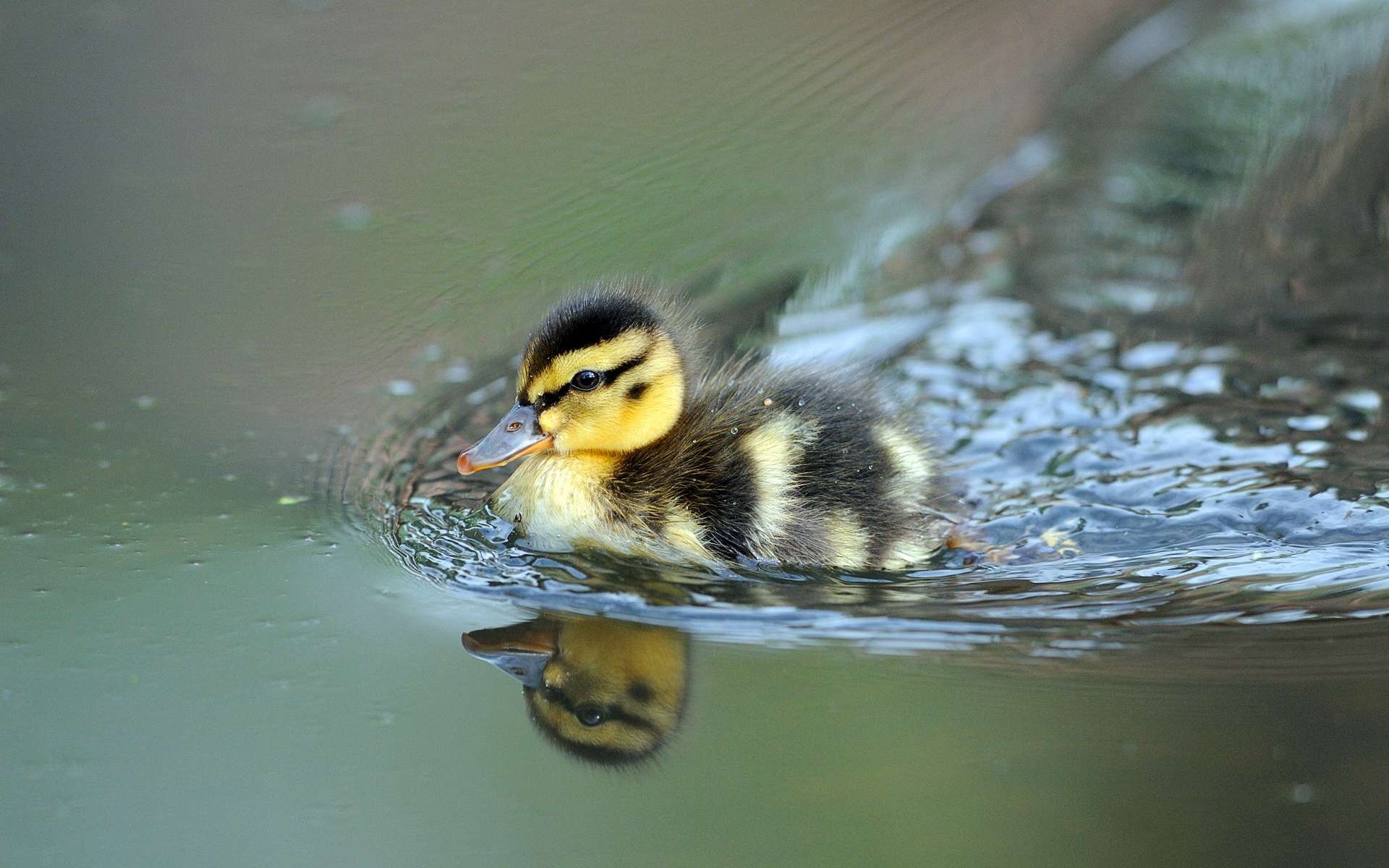 Mallard duckling swimming, Water reflection ripples, Green pond surface Mallard duckling swimming, Water reflection ripples, Green pond surface — 1920×1200 HD wallpaper