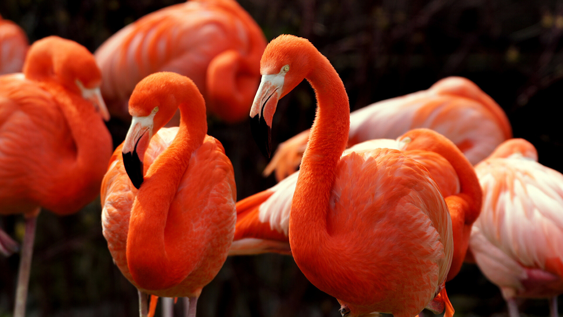Caribbean flamingo flock, Curved slender necks, Orange plumage Caribbean flamingo flock, Curved slender necks, Orange plumage — 1920×1080 HD wallpaper