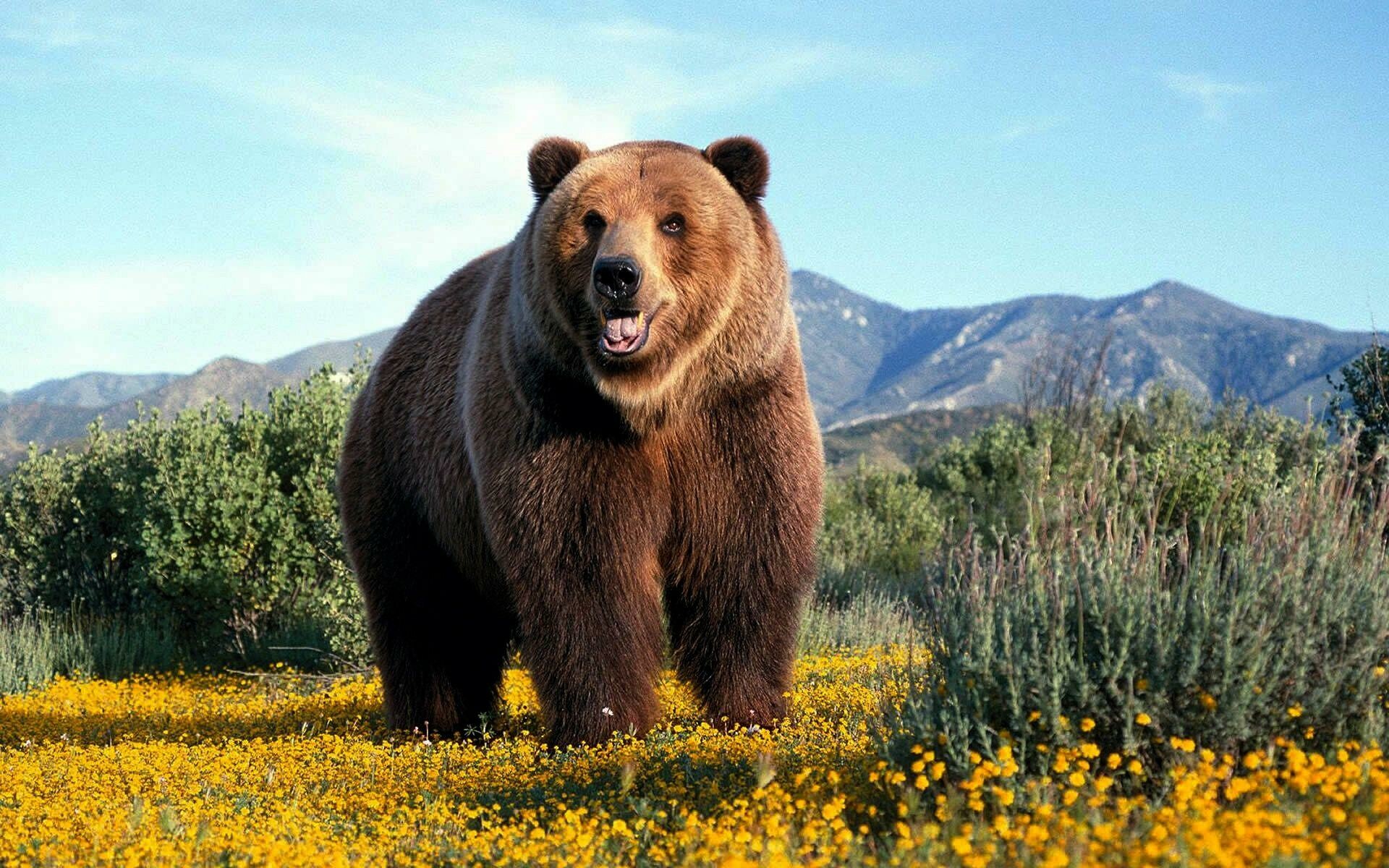 Grizzly bear, Yellow wildflower meadow, Distant mountain ridge Grizzly bear, Yellow wildflower meadow, Distant mountain ridge — 1920×1200 HD wallpaper