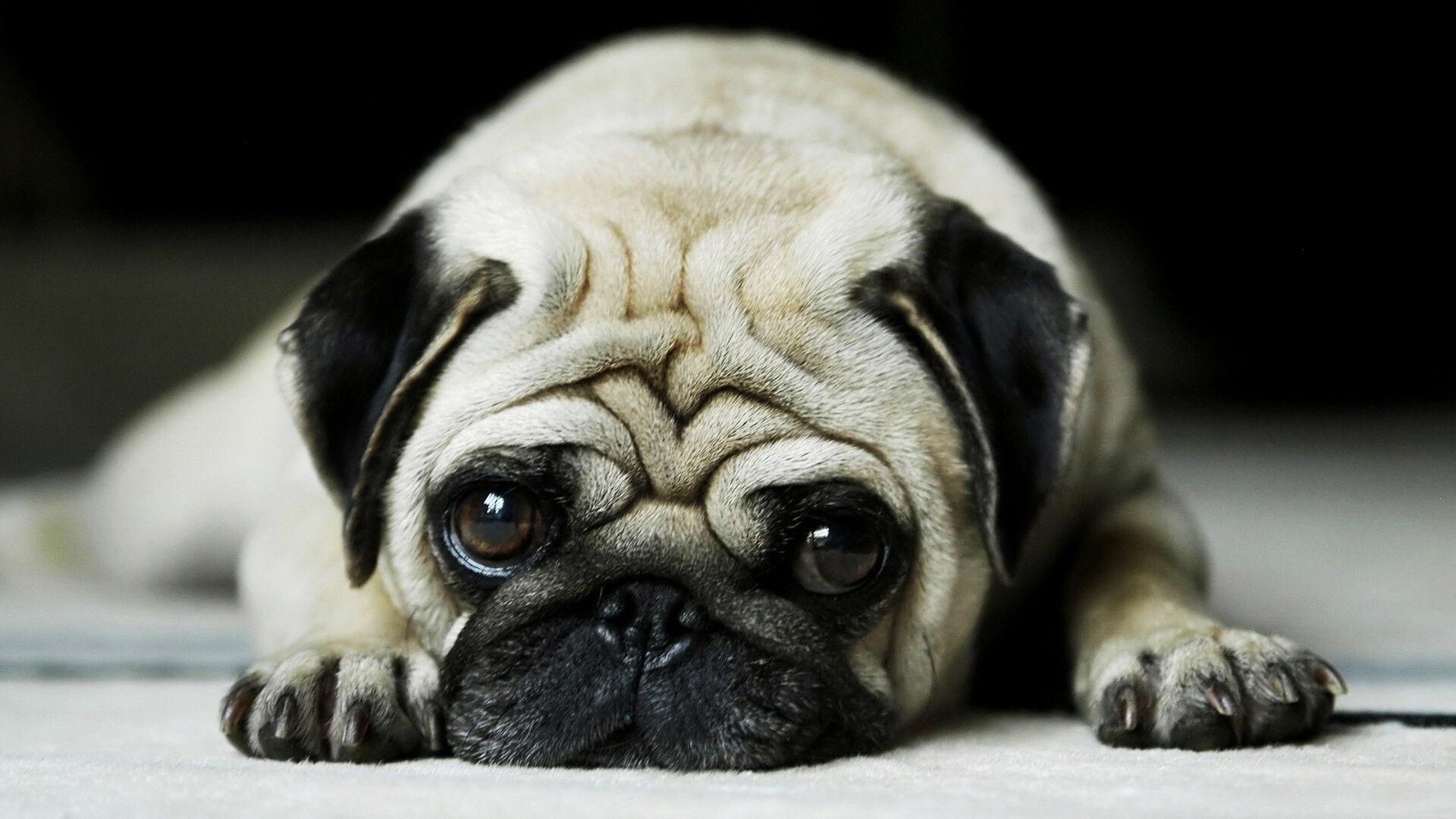 Fawn Pug, Sad face close-up, Lying on carpet Fawn Pug, Sad face close-up, Lying on carpet — 1920×1080 HD wallpaper