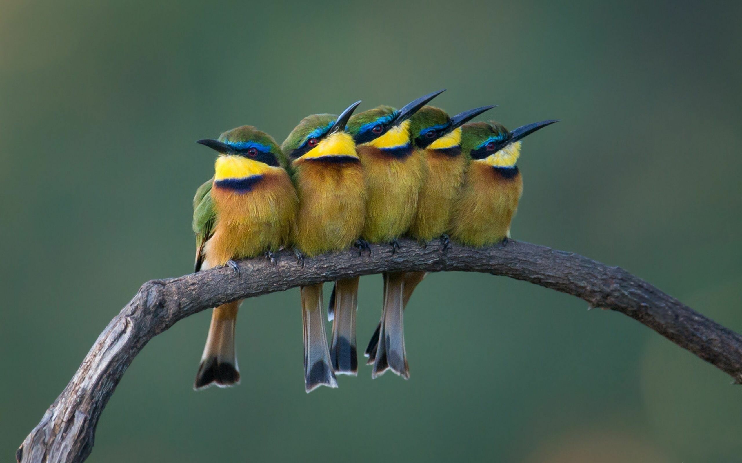 Little bee-eaters huddled, Curved bare branch, Green blurred background Little bee-eaters huddled, Curved bare branch, Green blurred background — 2560×1600 HD wallpaper