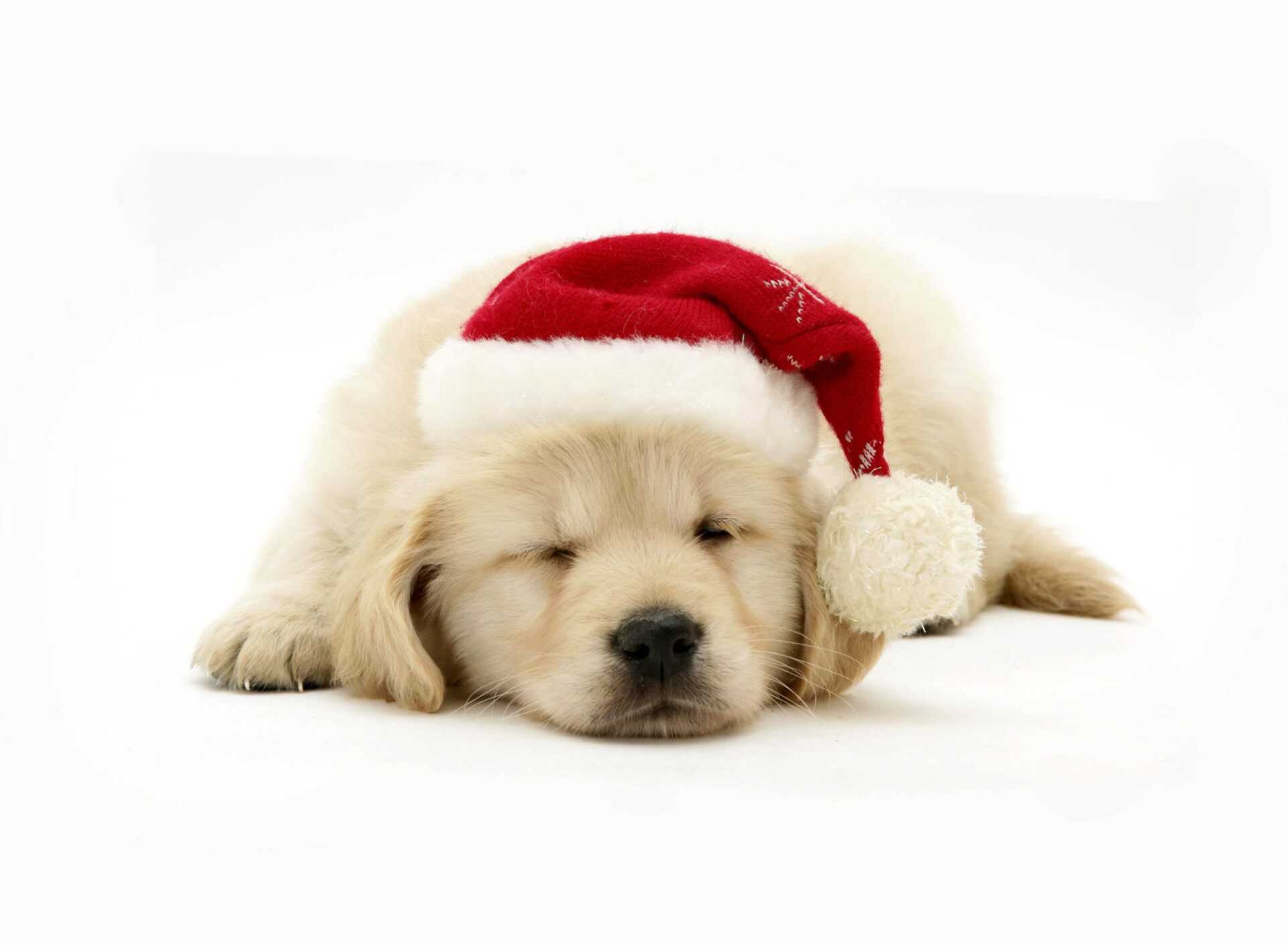 Golden Retriever puppy, Red Santa hat, Sleeping studio shot Golden Retriever puppy, Red Santa hat, Sleeping studio shot — 1920×1408 HD wallpaper