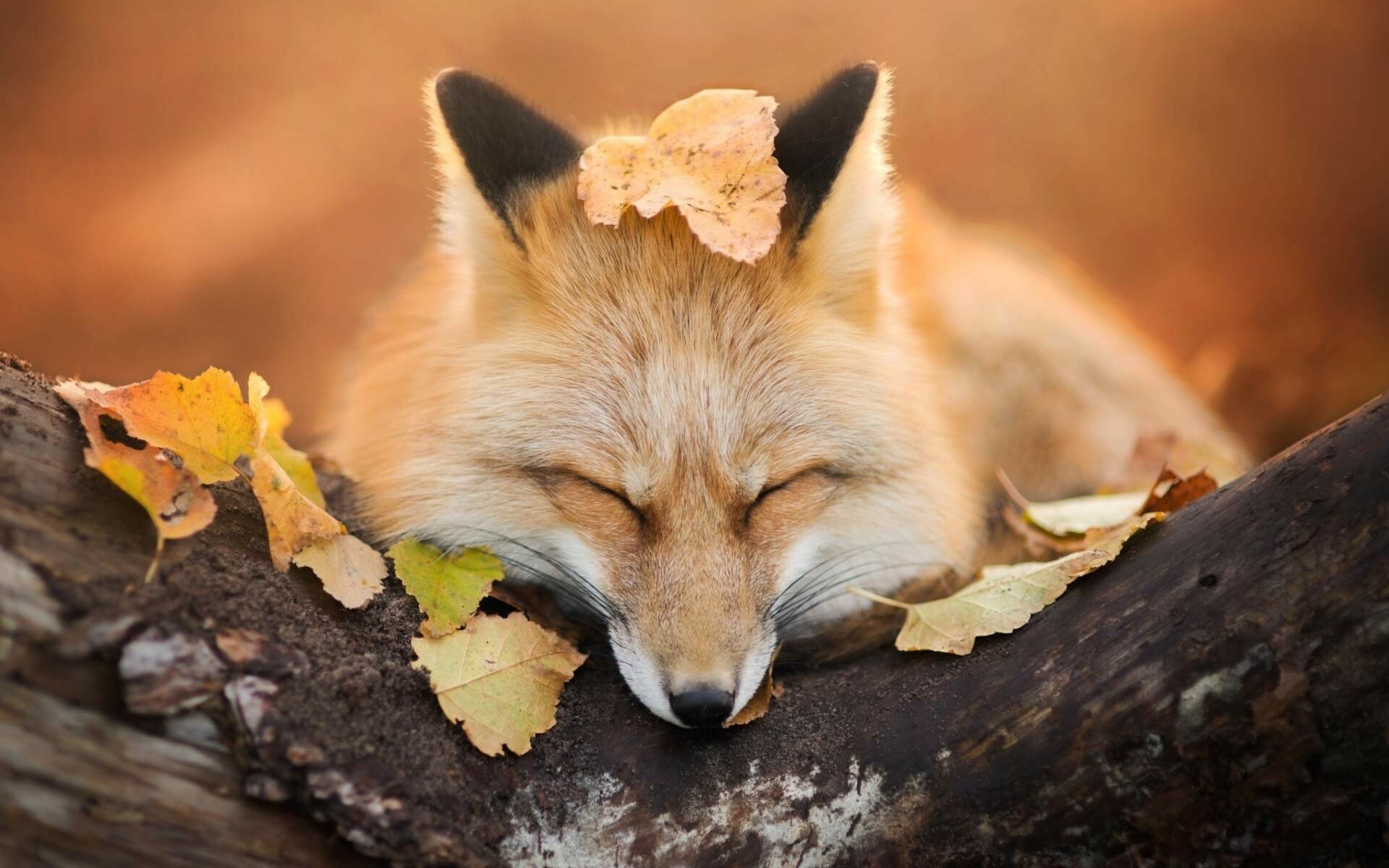 Sleeping red fox, Autumn leaves on head, Weathered tree log Sleeping red fox, Autumn leaves on head, Weathered tree log — 1920×1200 HD wallpaper