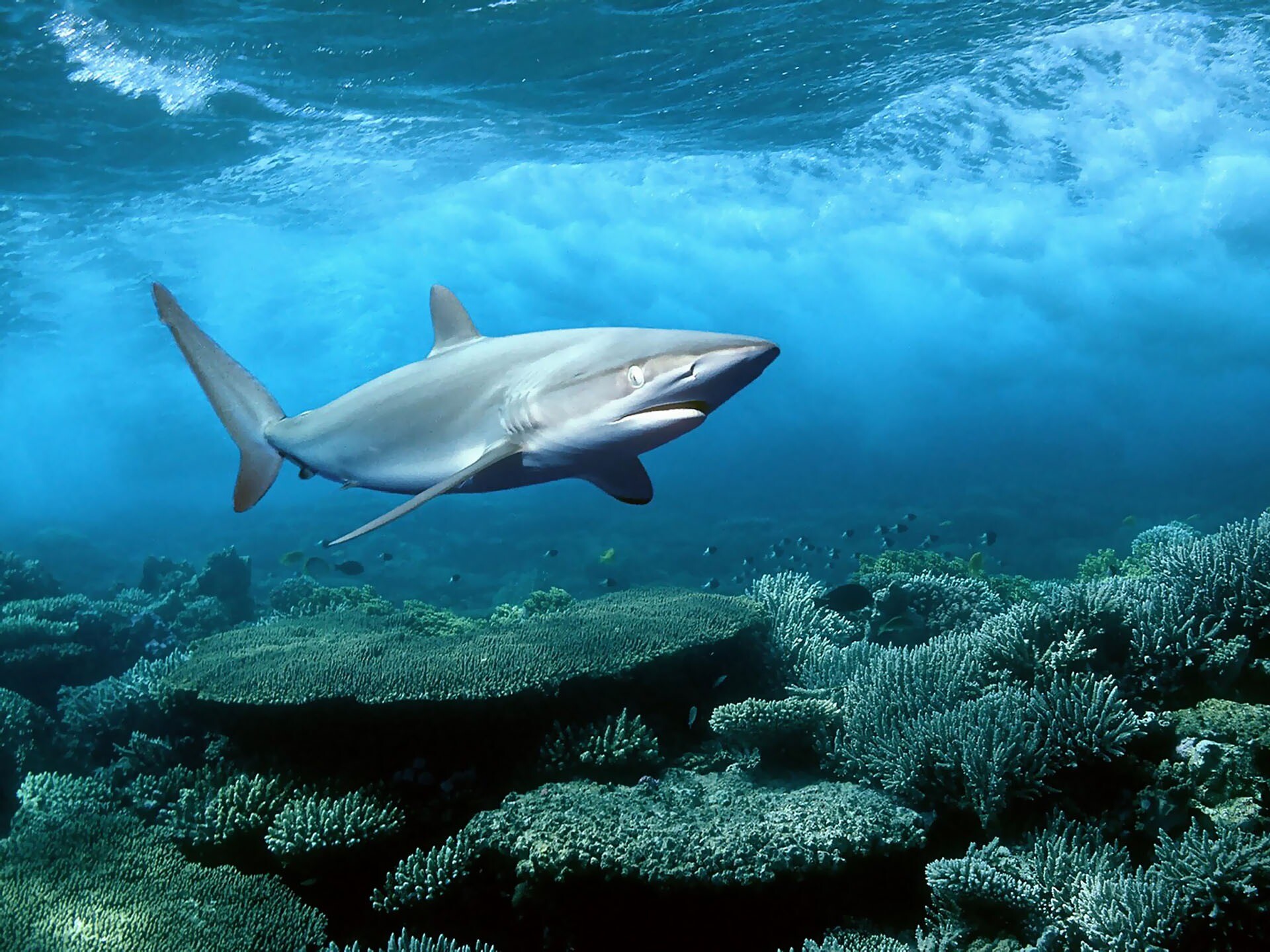 Grey reef shark, Coral reef seabed, Sunlit blue ocean Grey reef shark, Coral reef seabed, Sunlit blue ocean — 1920×1440 HD wallpaper