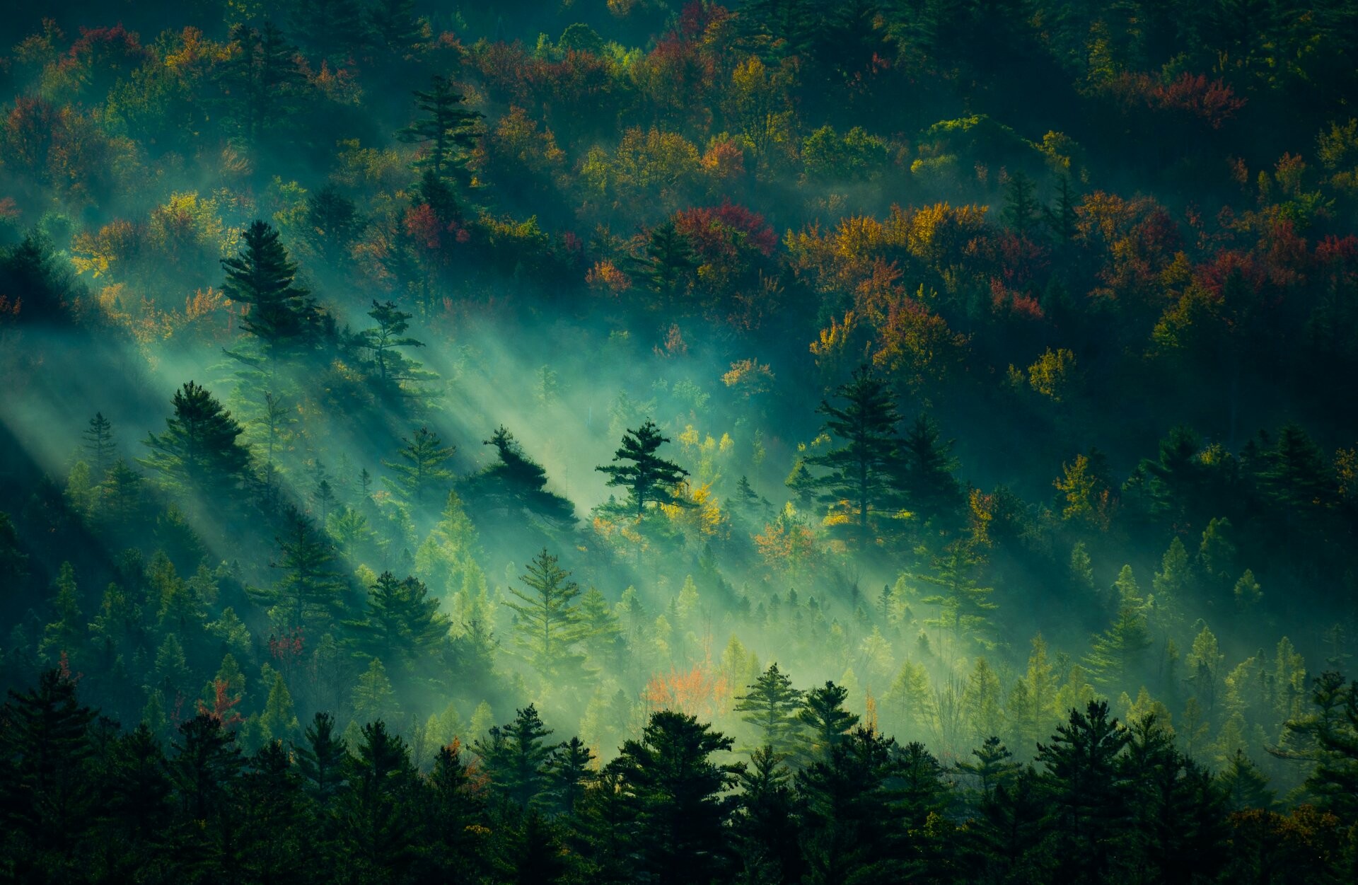 Misty autumn forest hillside, Sun rays through pines, Colorful foliage canopy Misty autumn forest hillside, Sun rays through pines, Colorful foliage canopy — 1920×1251 HD wallpaper