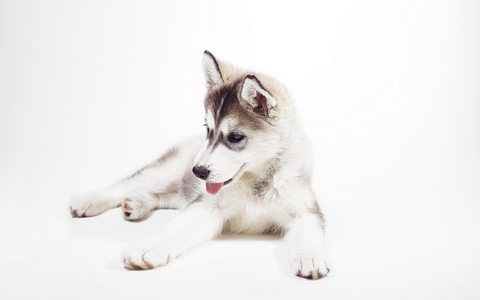 Siberian Husky puppy, Blue-eyed dog lying down, White studio backdrop Siberian Husky puppy, Blue-eyed dog lying down, White studio backdrop — 1920×1200 HD wallpaper