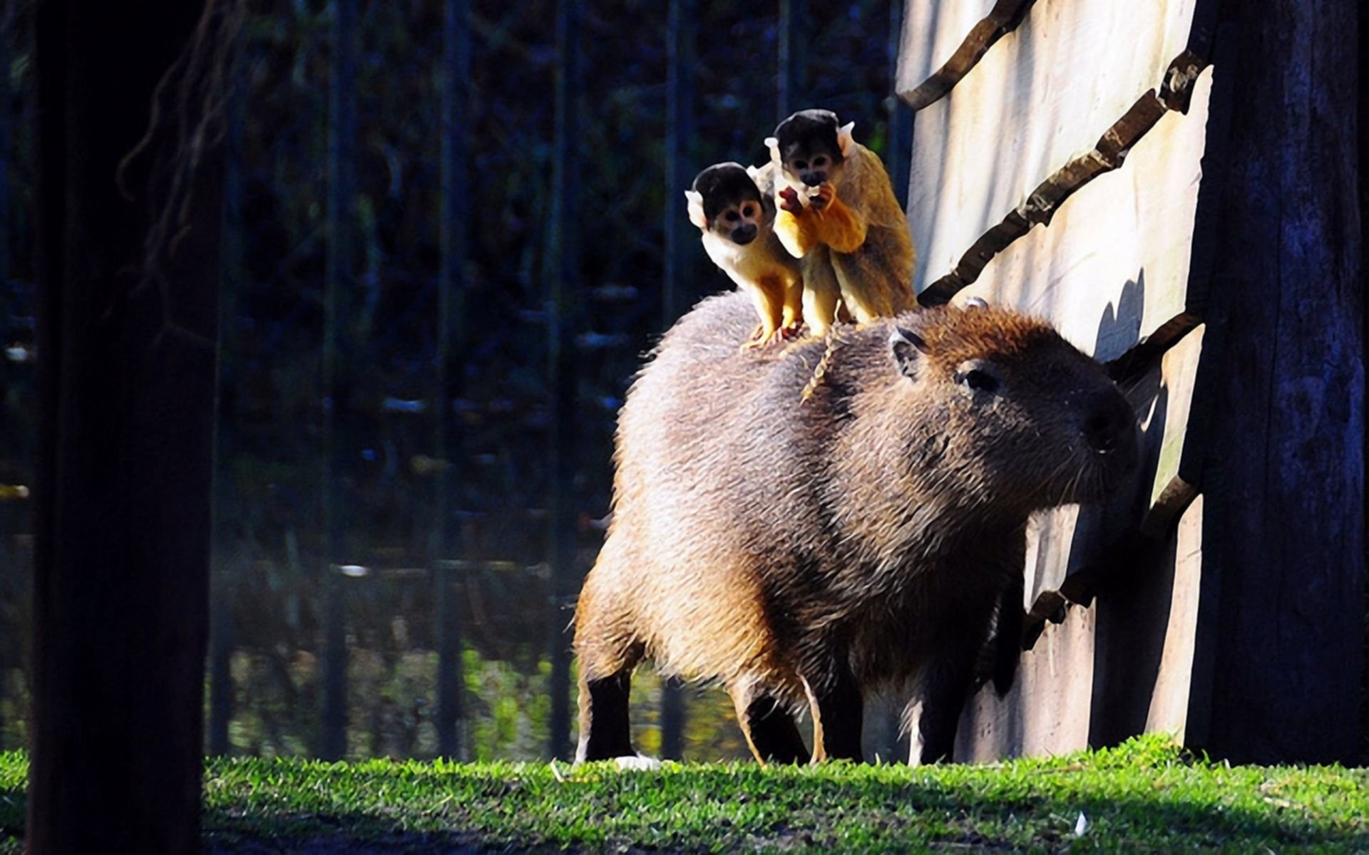 Capybara, Two squirrel monkeys, Zoo enclosure fence Capybara, Two squirrel monkeys, Zoo enclosure fence — 1920×1200 HD wallpaper
