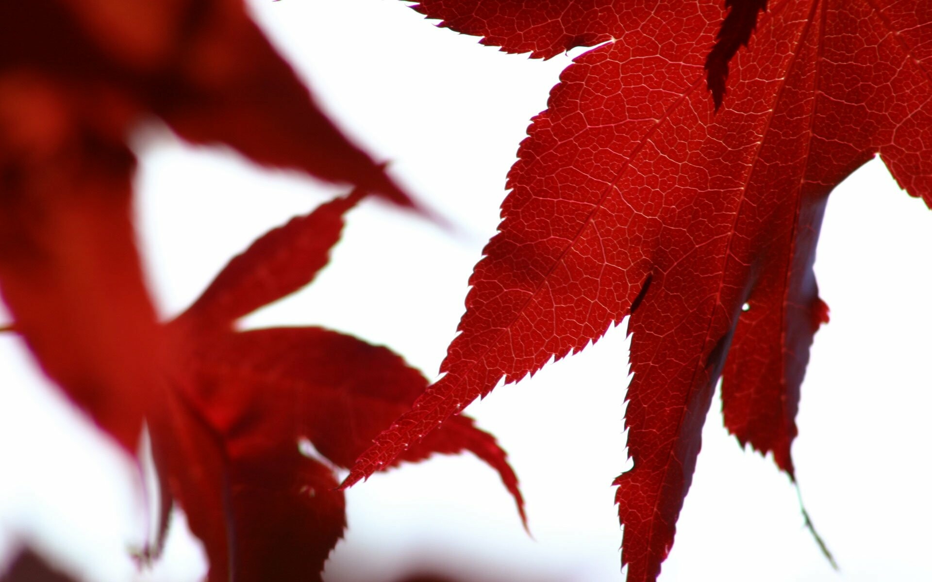 Red Japanese maple leaf, Translucent leaf veins, Backlit autumn foliage Red Japanese maple leaf, Translucent leaf veins, Backlit autumn foliage — 1920×1200 HD wallpaper