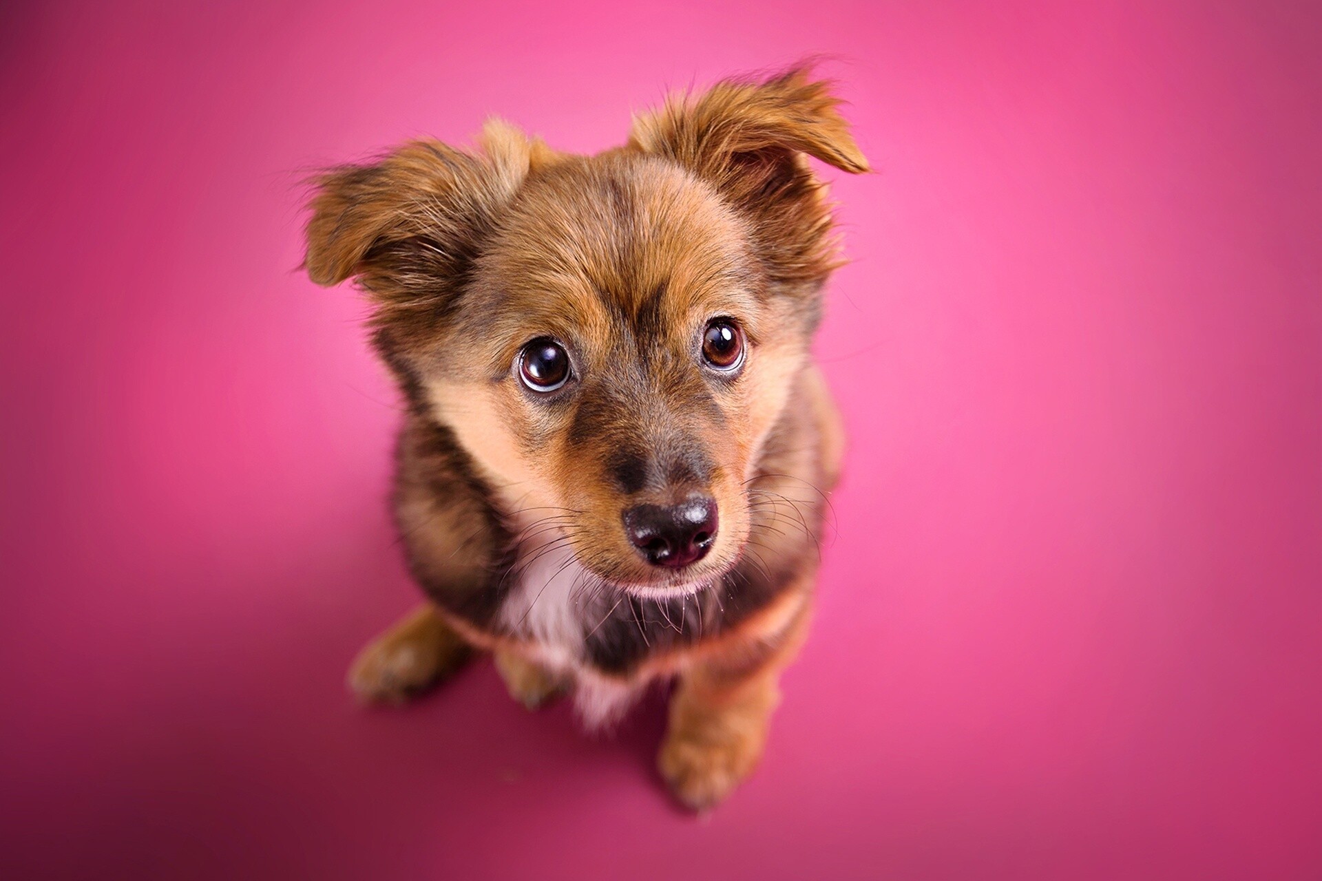 Brown mixed-breed puppy, Upward gaze portrait, Pink studio backdrop Brown mixed-breed puppy, Upward gaze portrait, Pink studio backdrop — 1920×1280 HD wallpaper