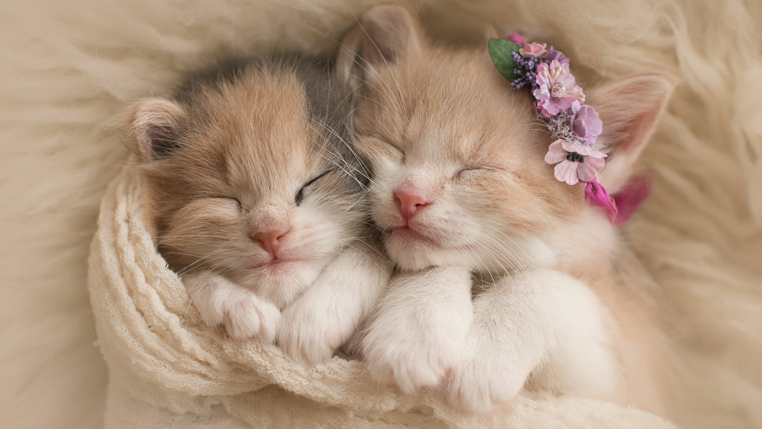Two ginger kittens sleeping, Pink floral crown, Cream knitted blanket Two ginger kittens sleeping, Pink floral crown, Cream knitted blanket — 2560×1440 HD wallpaper
