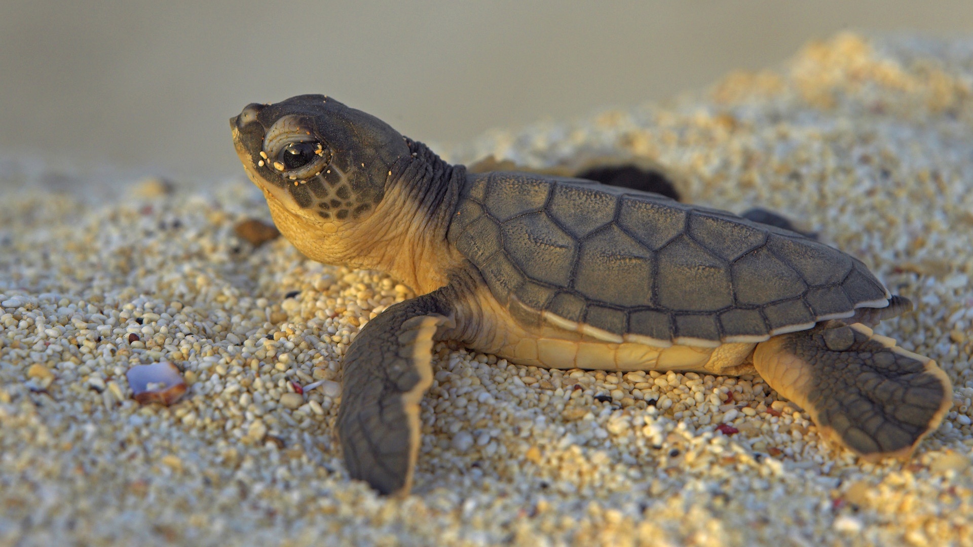 Baby sea turtle hatchling, Sandy beach shore, Golden sunlight — 1920×1080 HD wallpaper