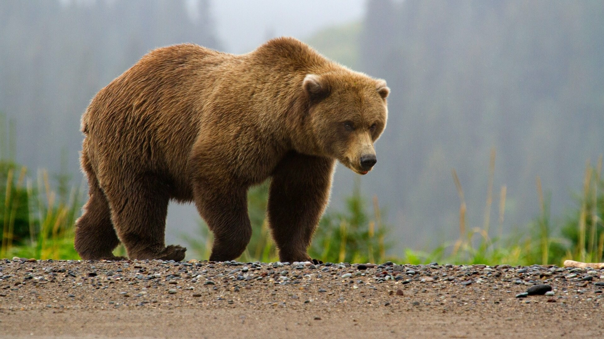 Grizzly bear walking, Gravel path, Misty forest backdrop Grizzly bear walking, Gravel path, Misty forest backdrop — 1920×1080 HD wallpaper
