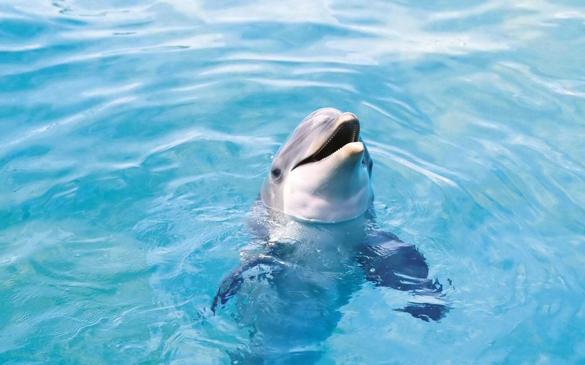 Bottlenose dolphin head, Open mouth smile, Turquoise rippling water Bottlenose dolphin head, Open mouth smile, Turquoise rippling water — 1920×1200 HD wallpaper