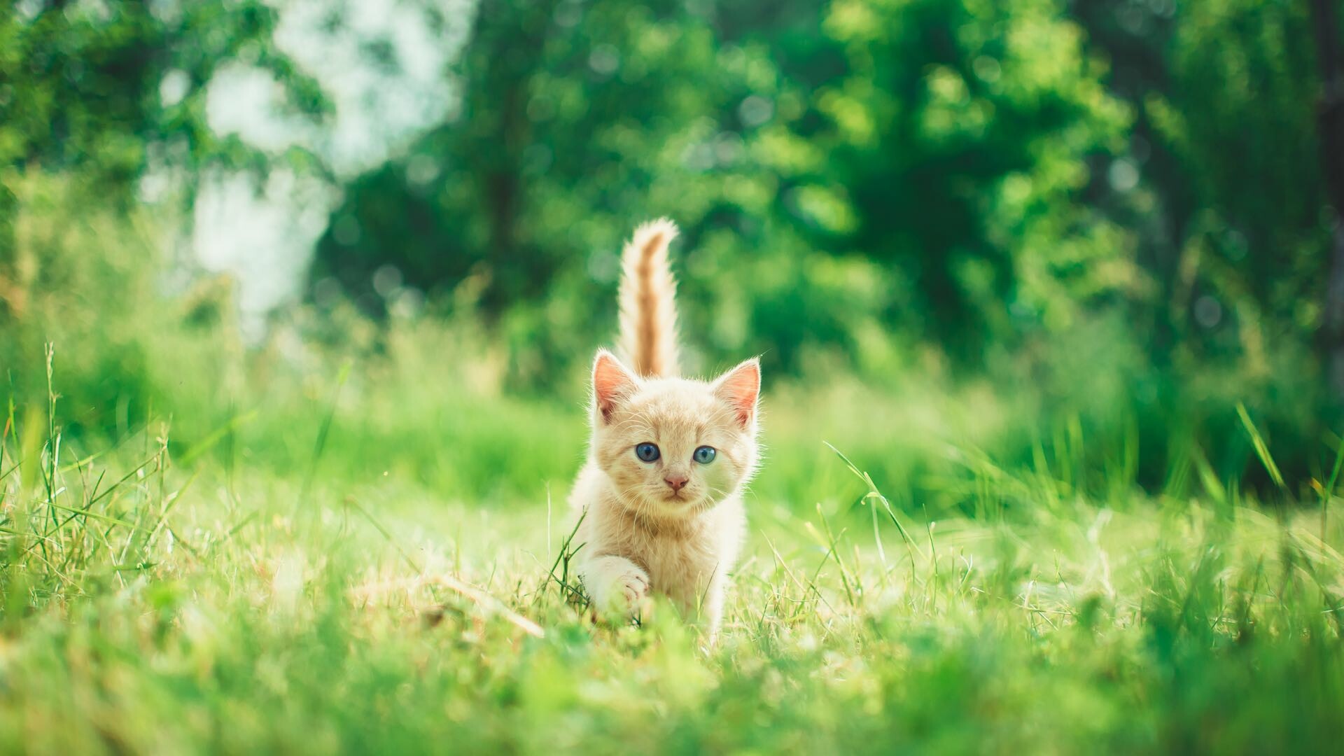 Ginger kitten walking, Sunlit green grass, Bokeh forest backdrop Ginger kitten walking, Sunlit green grass, Bokeh forest backdrop — 1920×1080 HD wallpaper