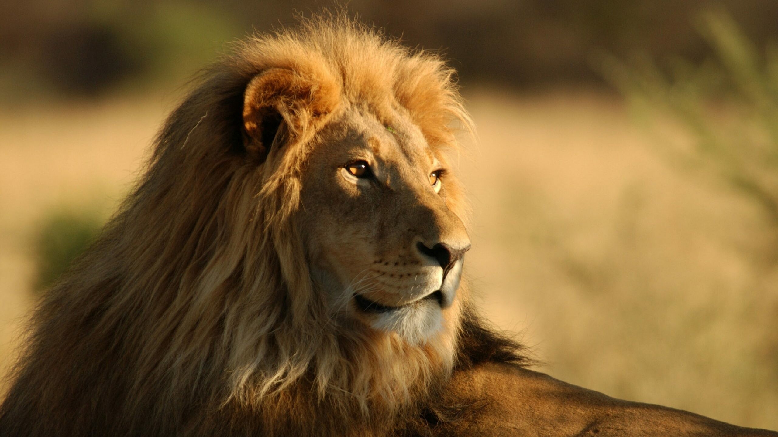 African lion male, Golden savanna grassland, Backlit sunlit mane African lion male, Golden savanna grassland, Backlit sunlit mane — 2560×1440 HD wallpaper
