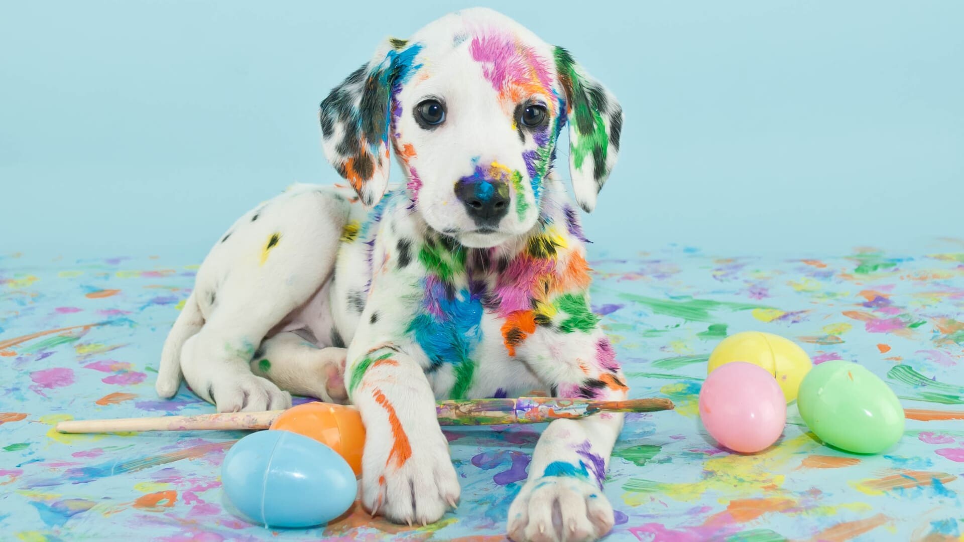Dalmatian puppy, Rainbow paint splatters, Easter eggs paintbrush Dalmatian puppy, Rainbow paint splatters, Easter eggs paintbrush — 1920×1080 HD wallpaper