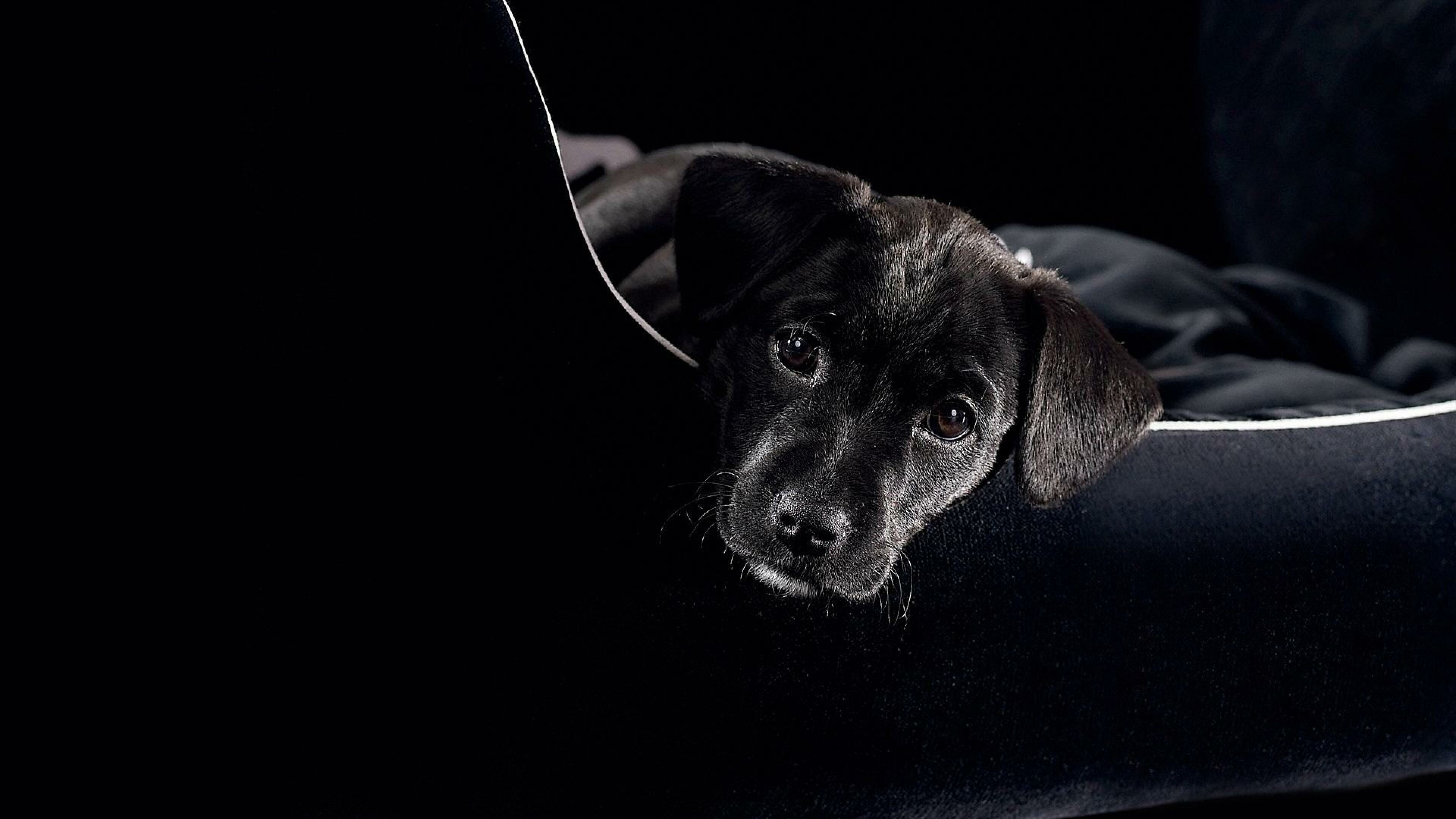 Black Labrador puppy, Dark velvet sofa, Low-key lighting Black Labrador puppy, Dark velvet sofa, Low-key lighting — 3840×2160 HD wallpaper
