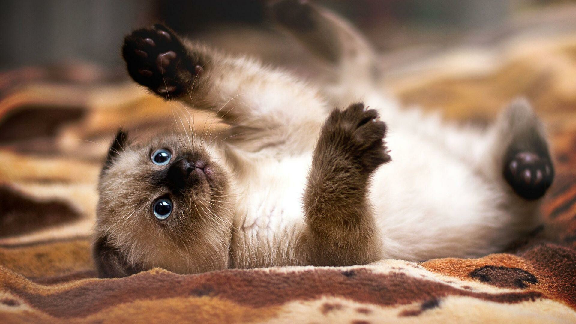 Siamese, Cats Wallpaper, Full HD Desktop Siamese, Cats Wallpaper, Full HD Desktop — 1920×1080 HD wallpaper