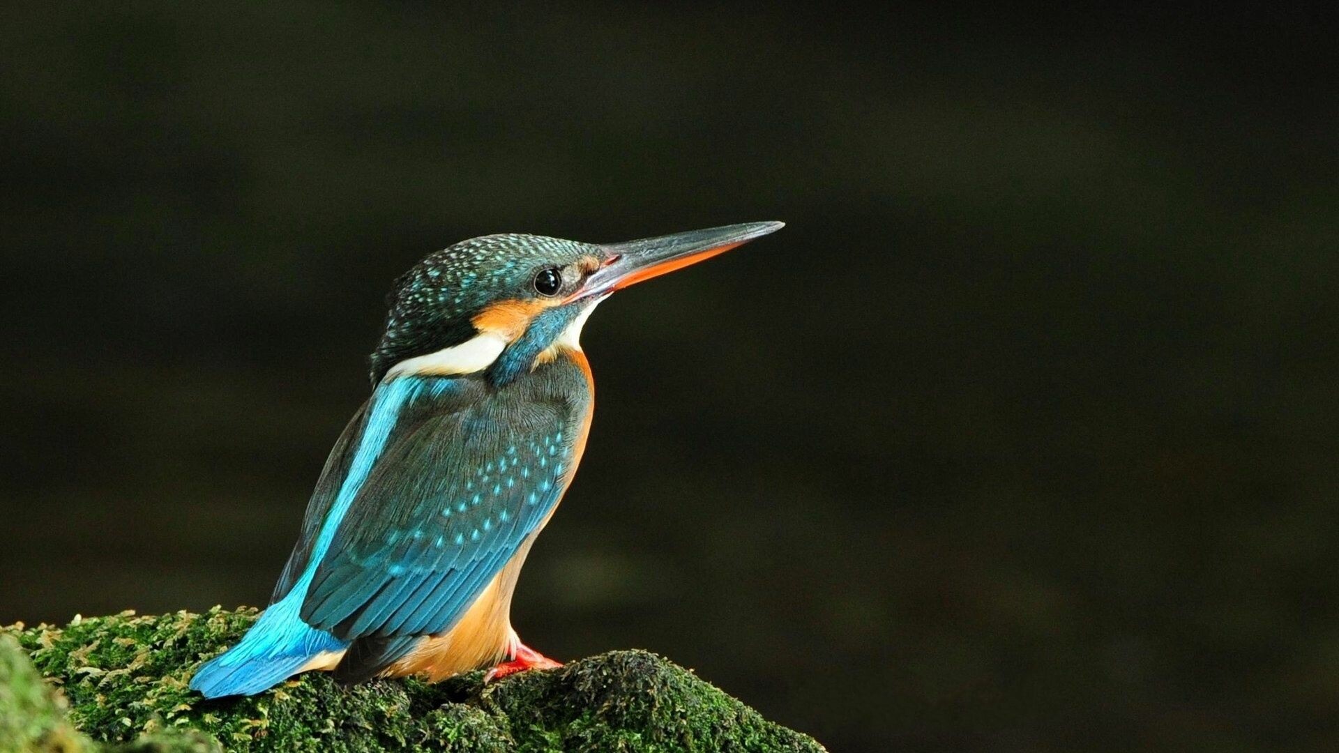 Common kingfisher, Mossy perch rock, Dark blurred background Common kingfisher, Mossy perch rock, Dark blurred background — 1920×1080 HD wallpaper
