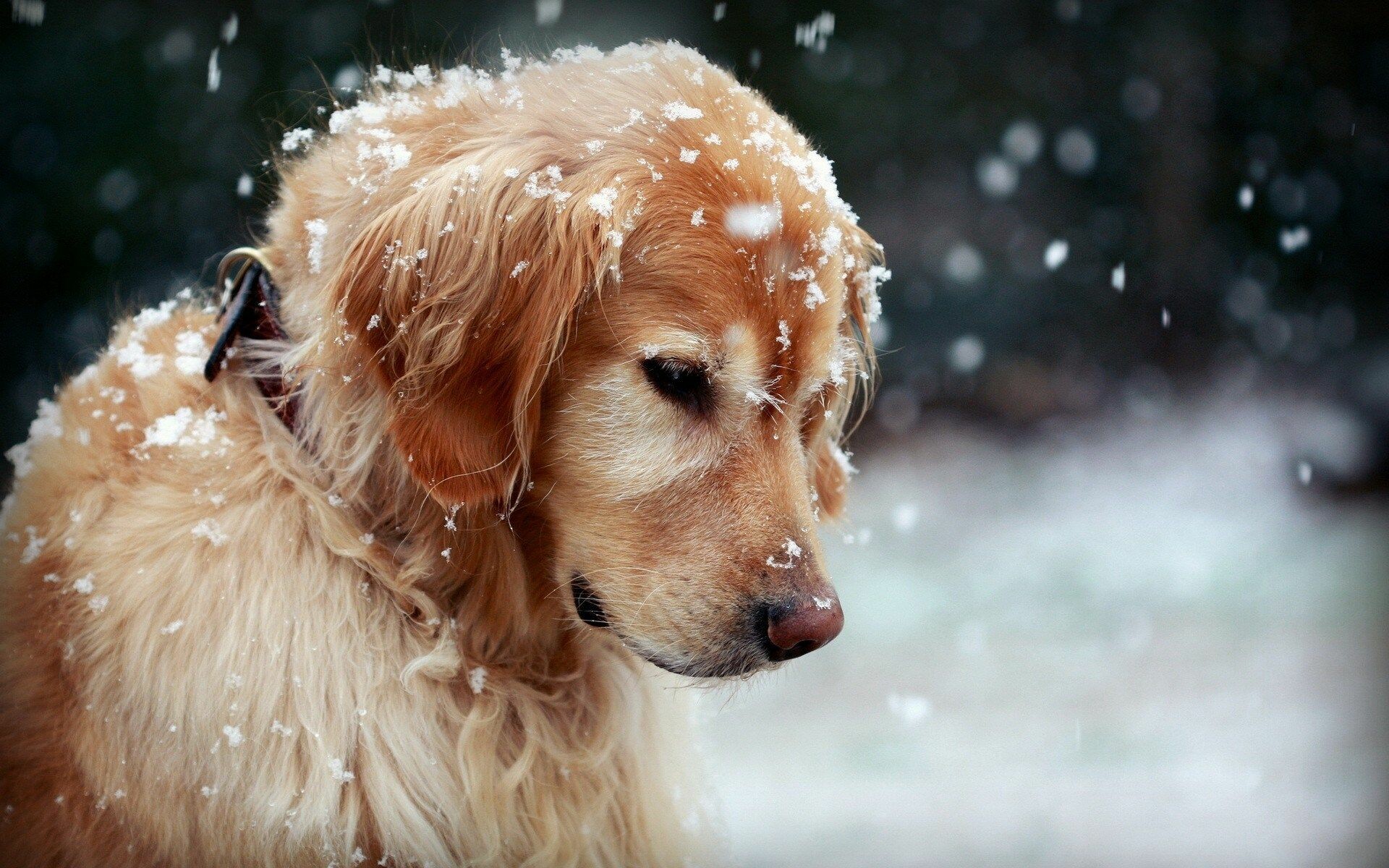 Golden Retriever, Falling snow, Snowflakes on fur Golden Retriever, Falling snow, Snowflakes on fur — 1920×1200 HD wallpaper