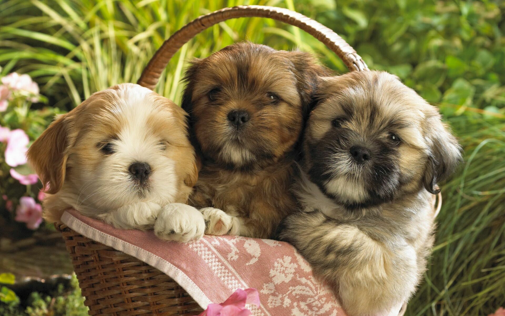 Three Lhasa Apso puppies, Woven wicker basket, Pink floral blanket, Pink garden flowers Three Lhasa Apso puppies, Woven wicker basket, Pink floral blanket, Pink garden flowers — 1920×1200 HD wallpaper