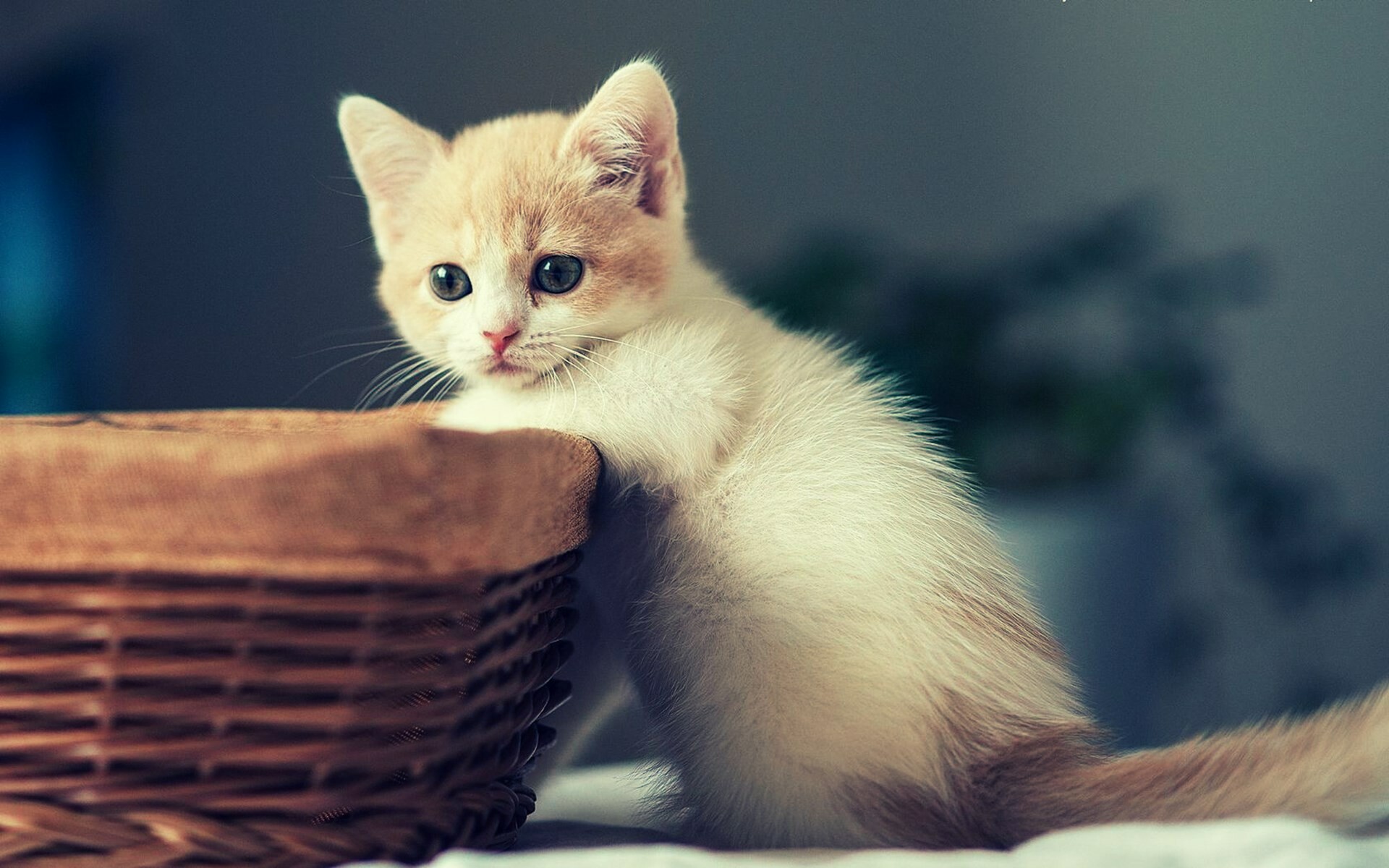 Cream tabby kitten, Woven wicker basket, Blurred houseplant backdrop Cream tabby kitten, Woven wicker basket, Blurred houseplant backdrop — 1920×1200 HD wallpaper