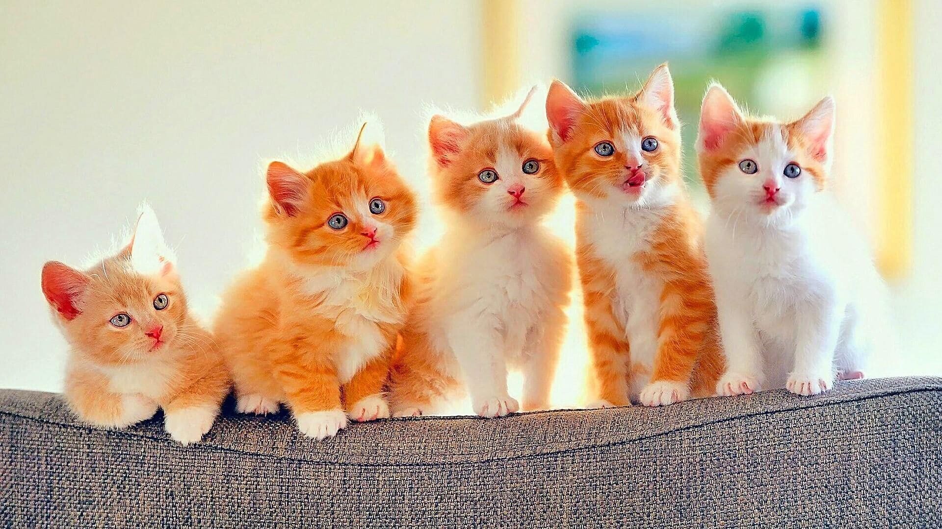 Five ginger kittens, Orange tabby kittens row, Grey sofa backrest, Indoor light Five ginger kittens, Orange tabby kittens row, Grey sofa backrest, Indoor light — 1920×1080 HD wallpaper