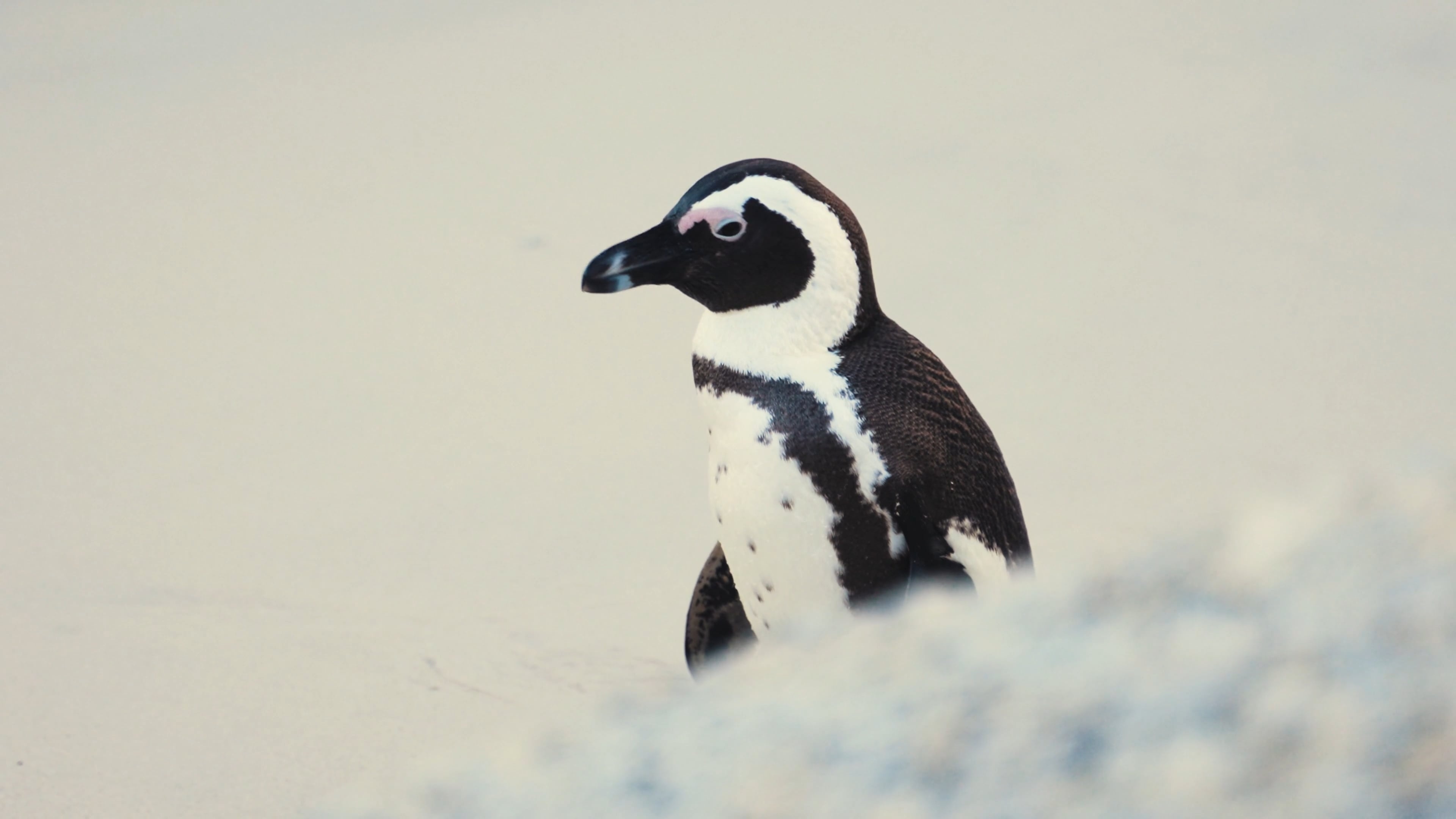 African penguin, Sandy beach, Pink eye patch African penguin, Sandy beach, Pink eye patch — 3840×2160 HD wallpaper