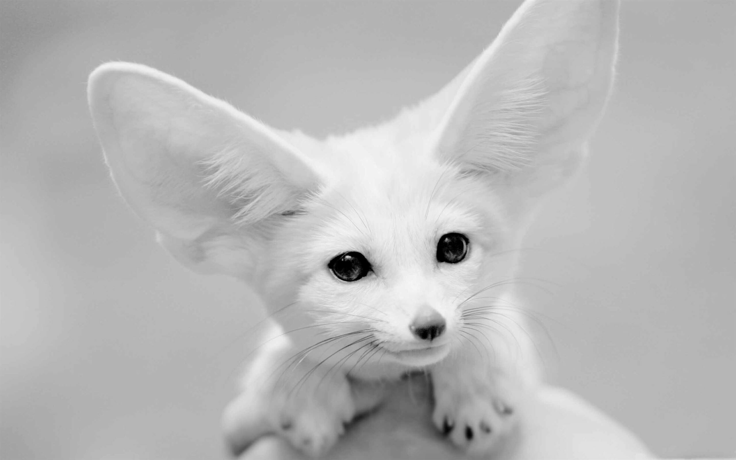 Fennec fox kit, Oversized pointed ears, Black and white portrait — 2560×1600 HD wallpaper