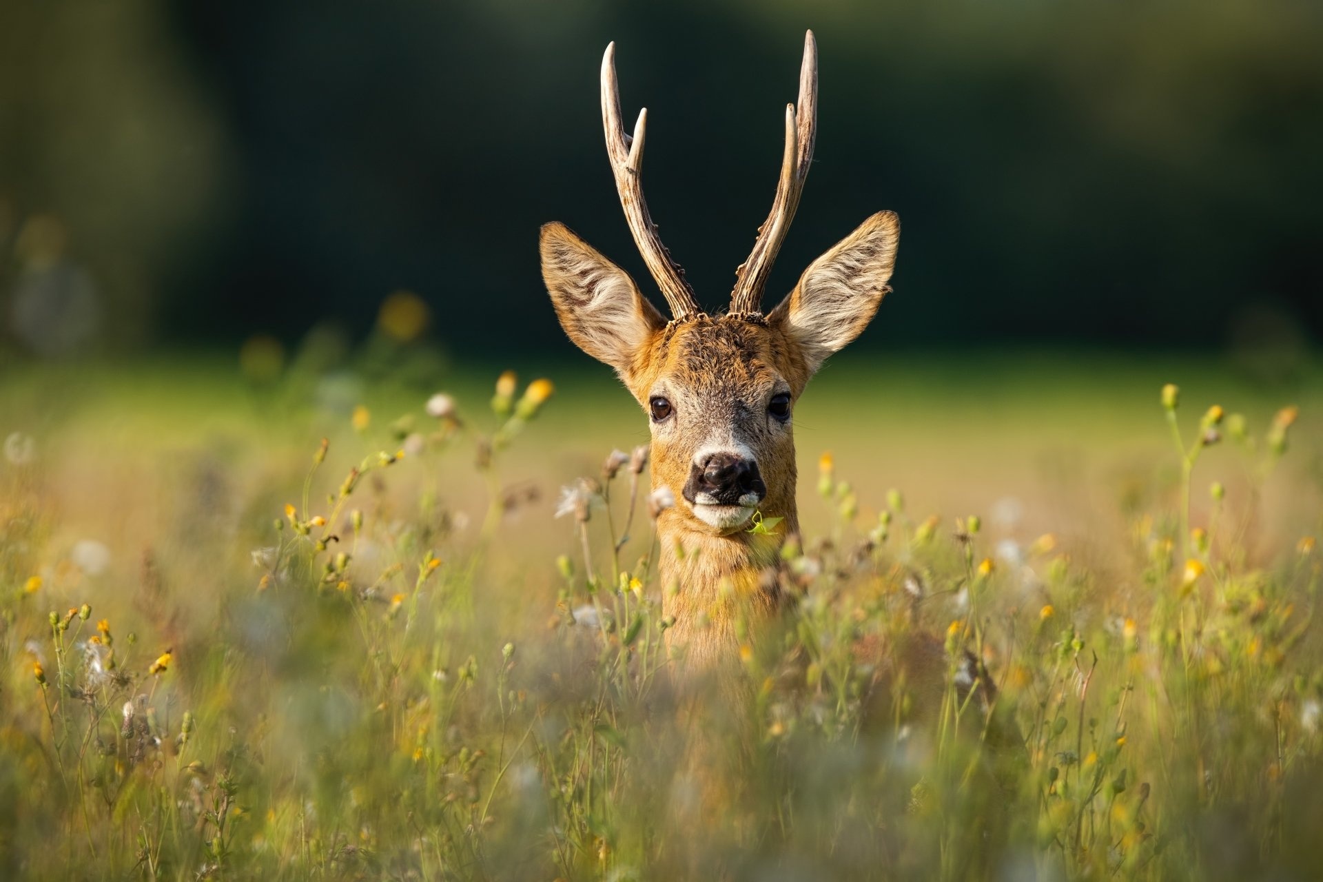 Roe deer buck, Wildflower meadow, Golden sunlight — 1920×1280 HD wallpaper
