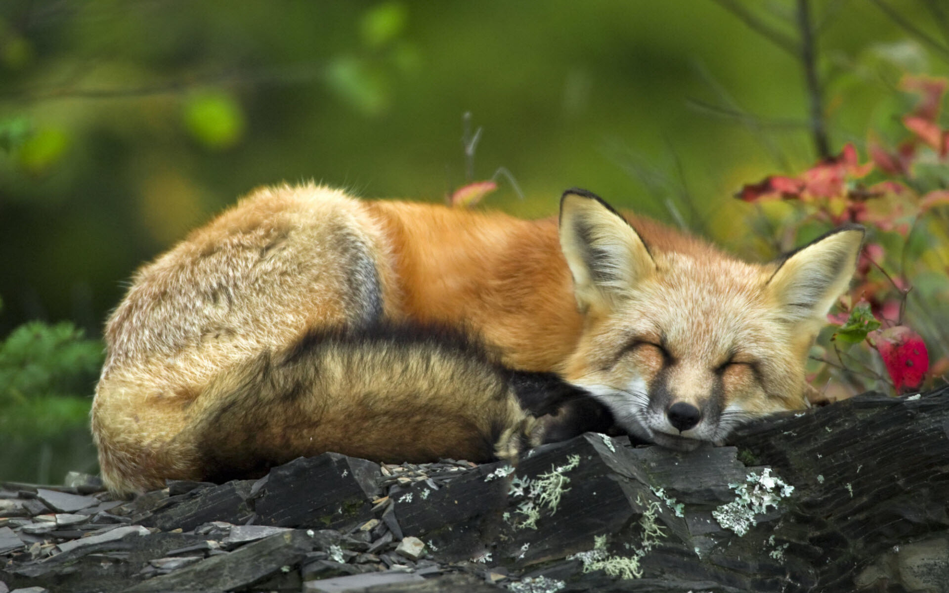 Sleeping red fox, Lichen covered rock, Blurred green foliage Sleeping red fox, Lichen covered rock, Blurred green foliage — 1920×1200 HD wallpaper
