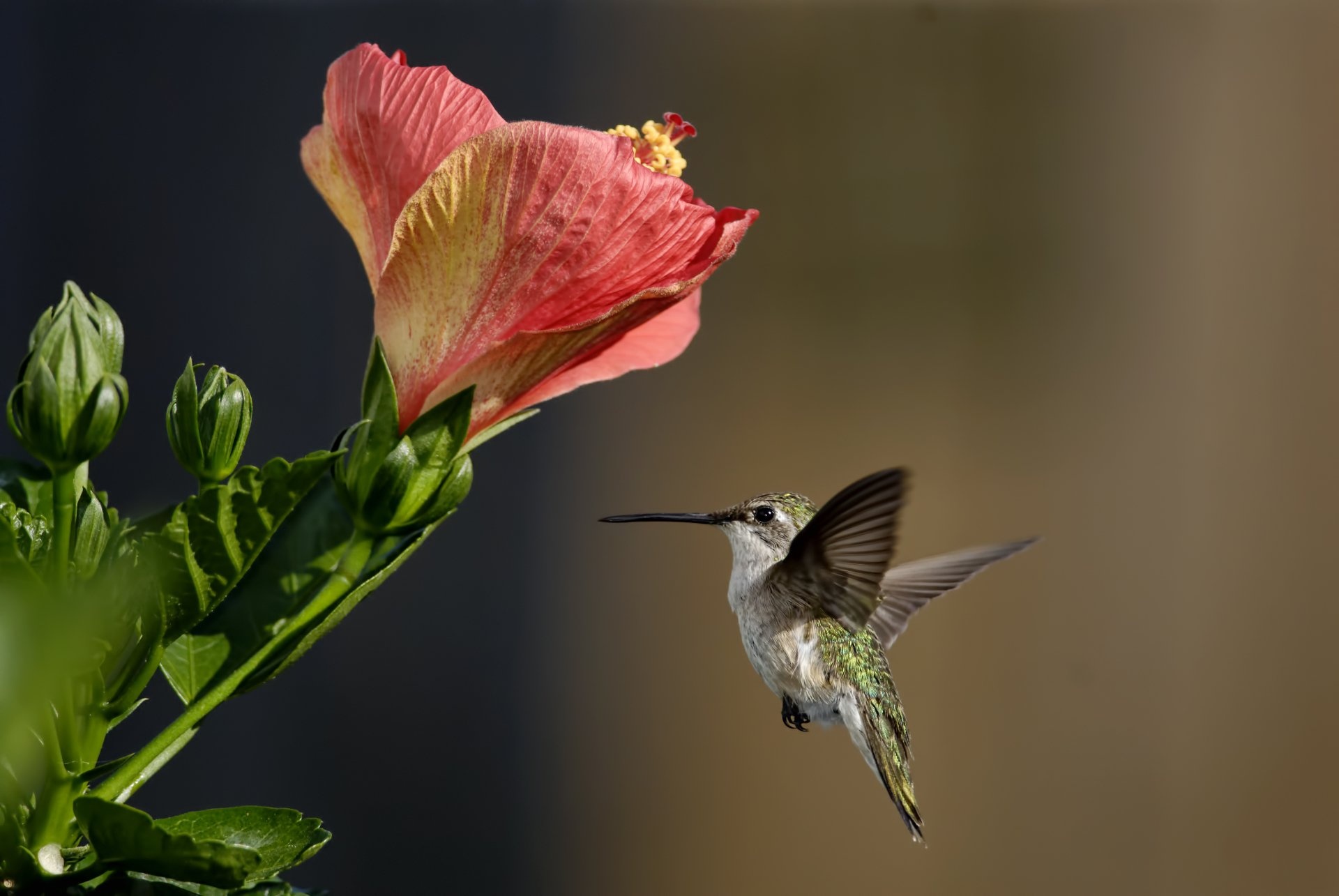 Ruby-throated hummingbird hovering, Pink hibiscus flower, Green flower buds Ruby-throated hummingbird hovering, Pink hibiscus flower, Green flower buds — 1920×1285 HD wallpaper